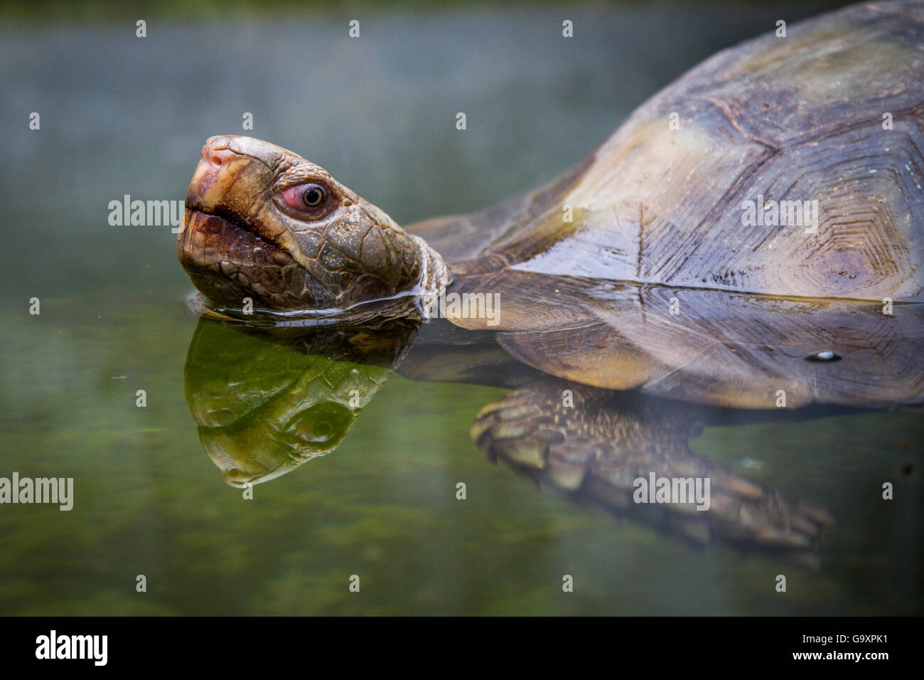 Asian brown tortoise (Manouria emys) natation, Malaisie, août. Banque D'Images
