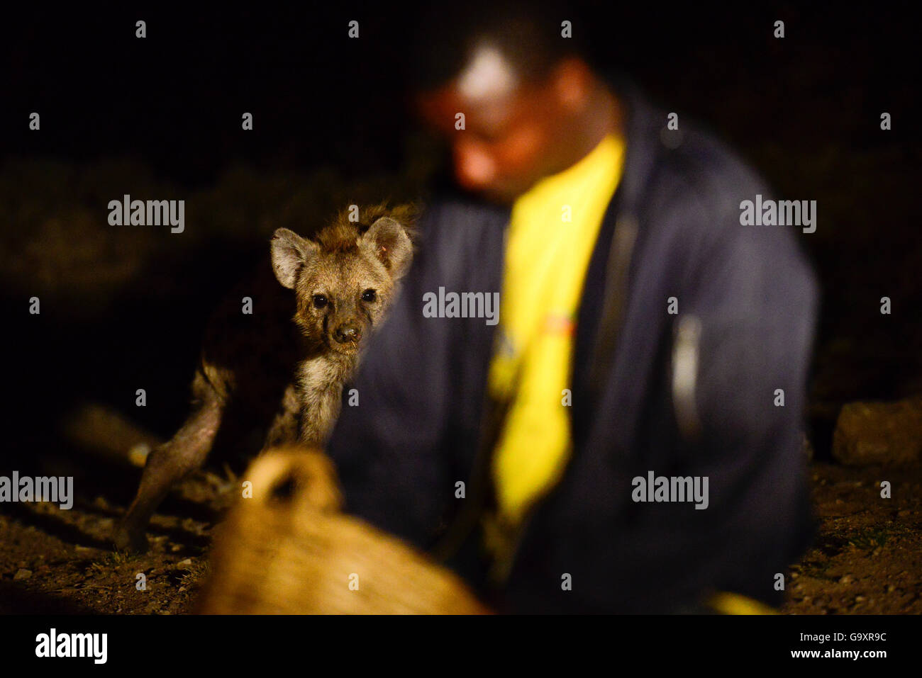 L'alimentation de l'homme des hyènes (Crocuta crocuta) dans la nuit dans la ville de Harar, cela a été une tradition pour plusieurs siècles, et est maintenant devenu un spectacle pour les touristes. L'Éthiopie, Novembre 2014 Banque D'Images