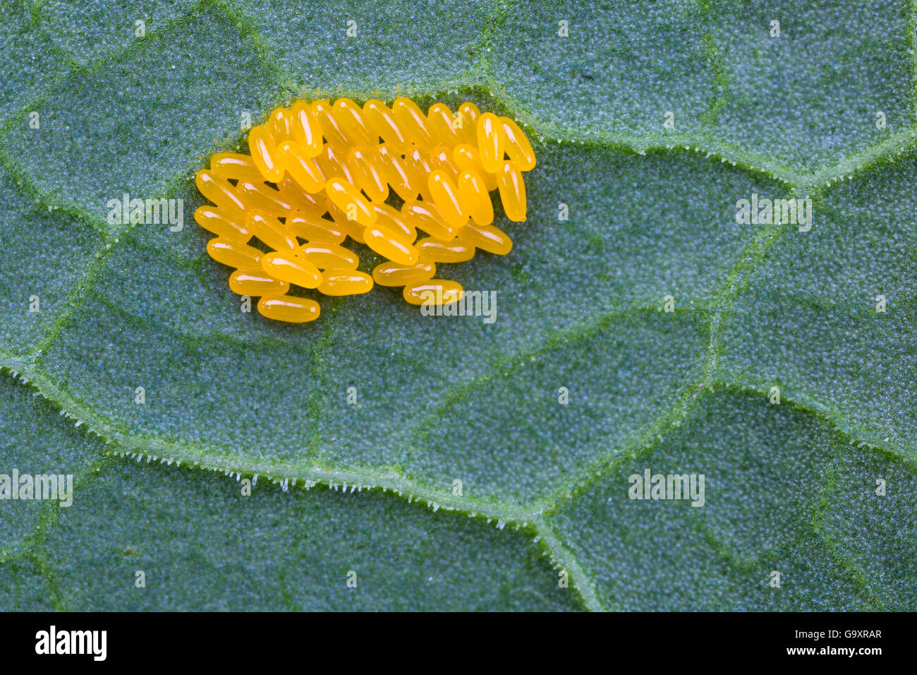 Oeufs de Dock Vert Beetle (Gastrophysa viridula) en dessous du quai à larges feuilles leaf (Rumex obtusifolius). District National Park, Derbyshire, Royaume-Uni. Mai. Banque D'Images