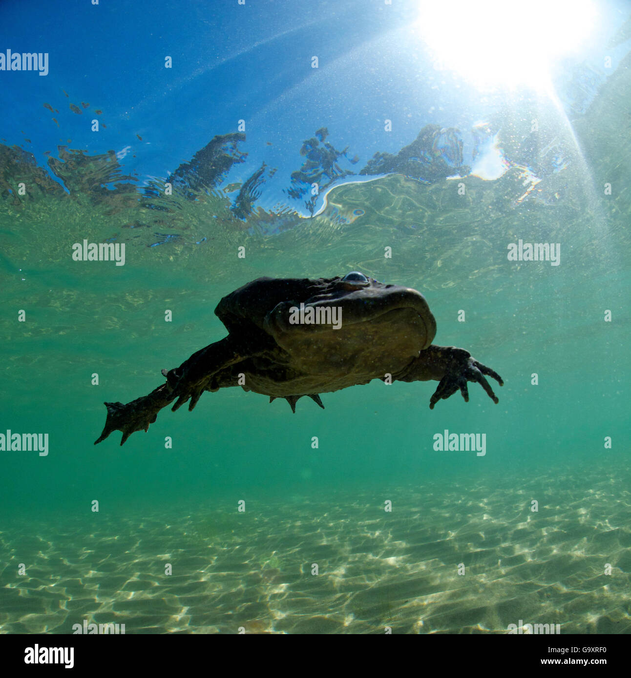 L'eau Titicaca (grenouille Telmatobius culeus) nager sous l'eau, le Lac Titicaca, en Bolivie. Espèces en danger critique d'extinction. Banque D'Images