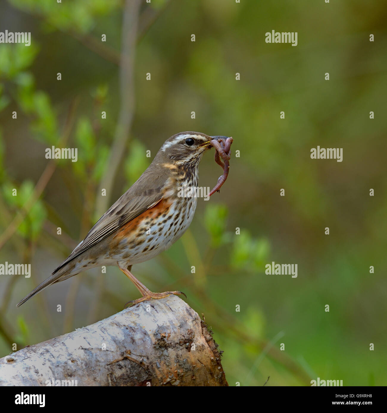 Red Wing (Turdus iliacus) avec ver de proies, la Finlande, l'Avril. Banque D'Images