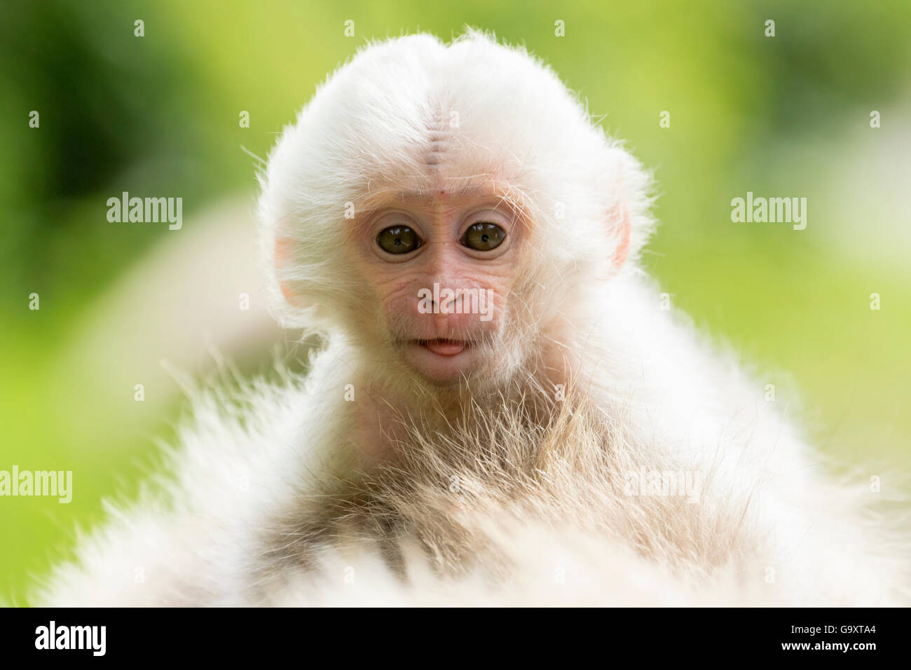 Macaque Japonais Macaca Fuscata Fuscata Fourrure Blanc Rare Bebe Vallee Jigokudani Nagano Prefecture Japan De Juin Photo Stock Alamy