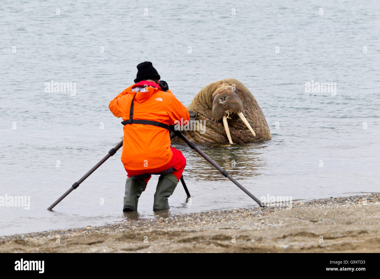 Prendre des photos de photographe le morse (Odobenus rosmarus) sortis de l'eau dans une eau peu profonde, Spitzberg, archipel du Svalbard, Norvège, de l'océan Arctique. Juillet. Banque D'Images