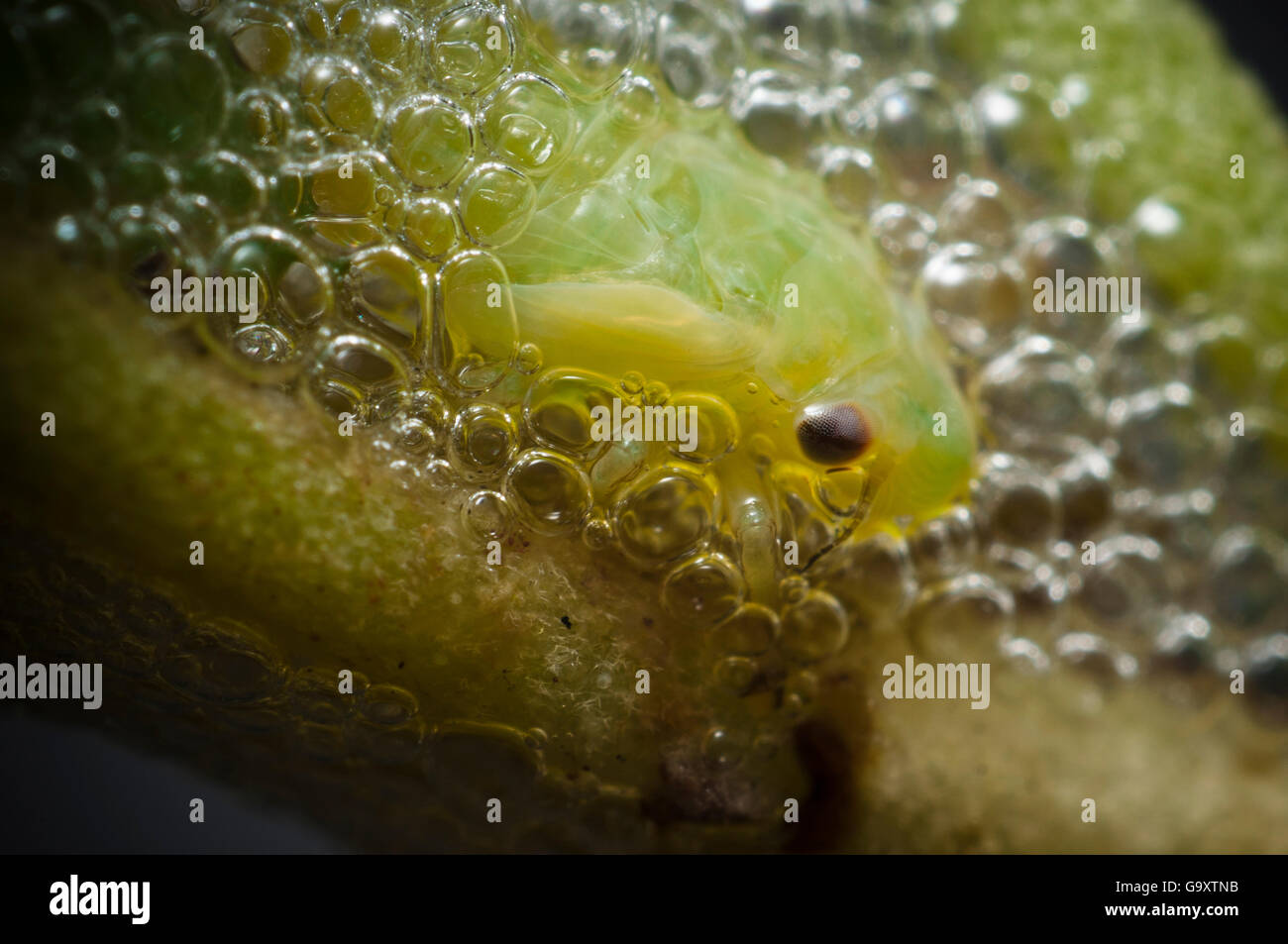 Froghopper Philaenus spumarius (nymphe) en mousse, Bristol, captive. Banque D'Images