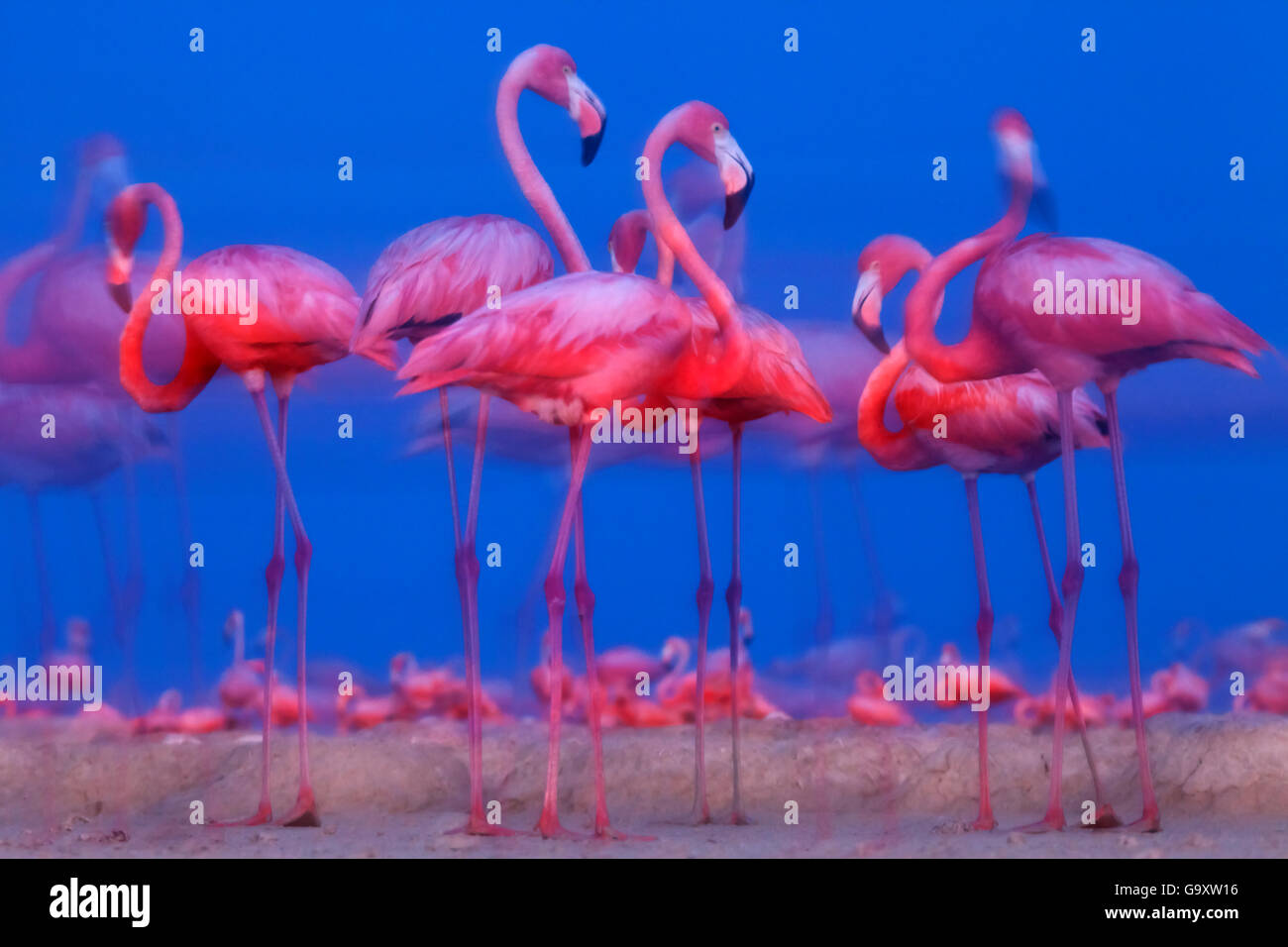 Caraïbes flamingo (Phoenicopterus ruber) se préparant à dormir, Ria Lagartos Réserve de biosphère, péninsule du Yucatan au Mexique, en juillet Banque D'Images
