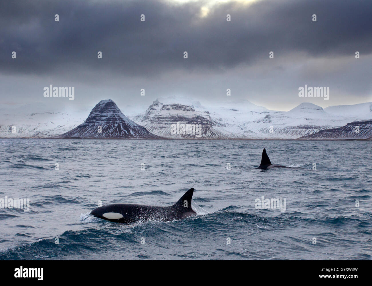 L'épaulard (Orcinus orca) Paire de mer entouré de montagnes, l'Islande, janvier. Banque D'Images