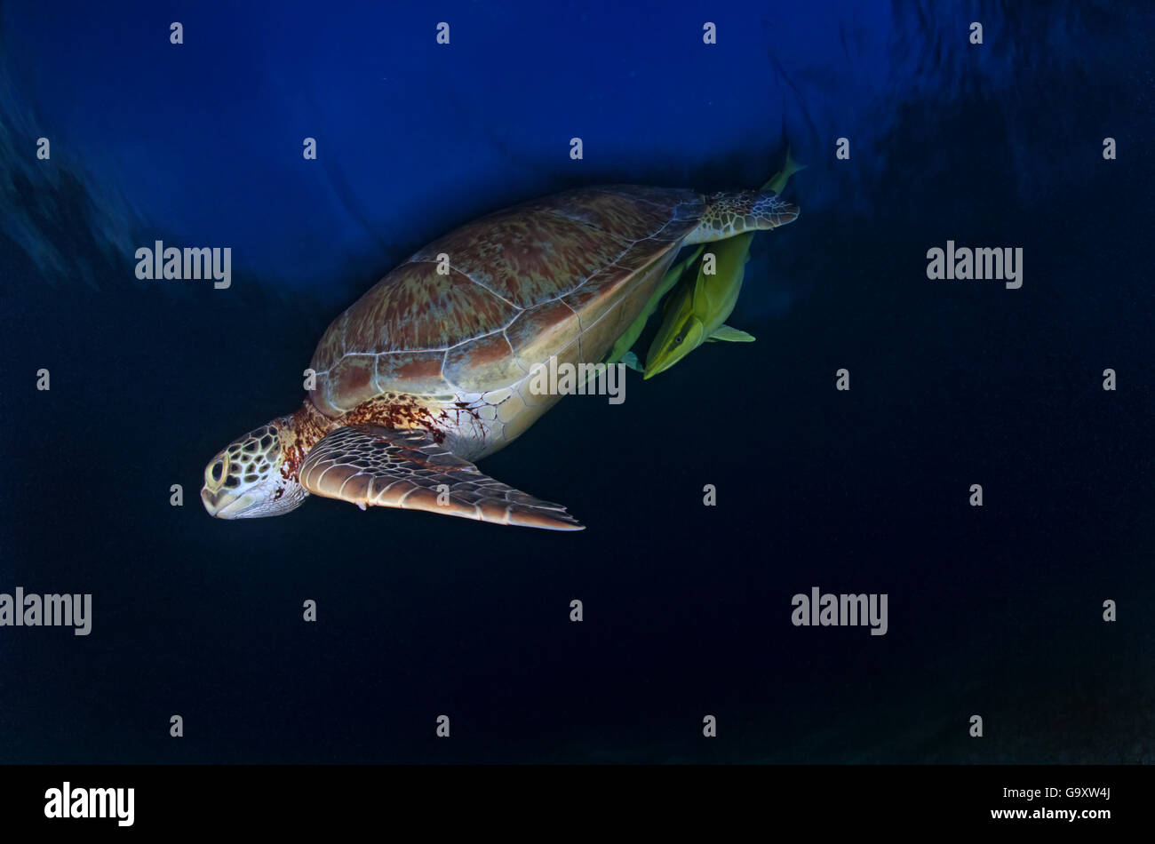 La tortue verte (Chelonia mydas) avec deux remoras, Akumal, mer des Caraïbes, Mexique, janvier. Les espèces en voie de disparition. Banque D'Images