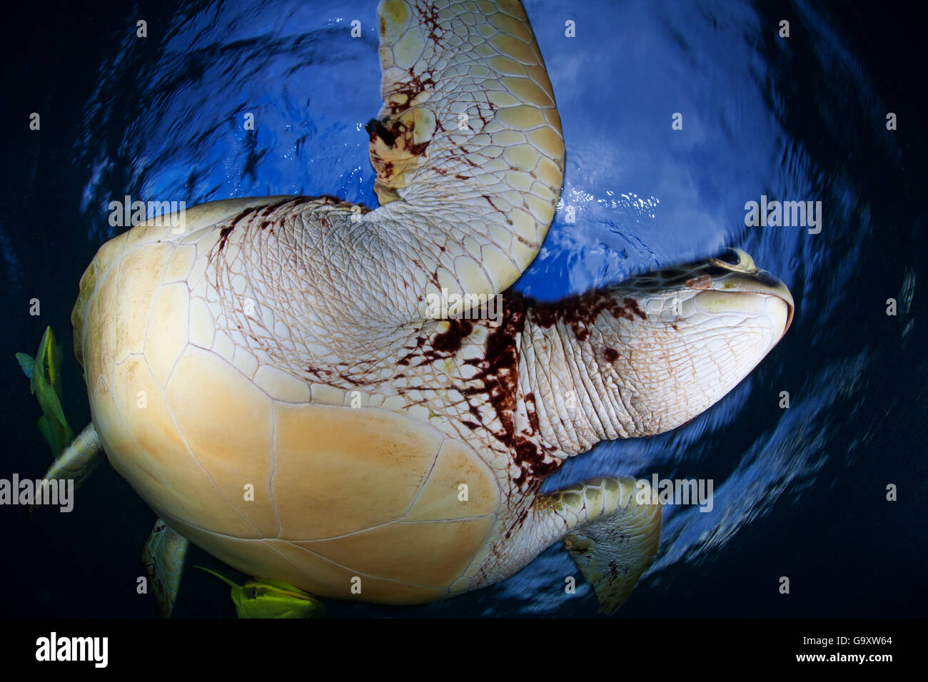 La tortue verte (Chelonia mydas) close up, grand angle vue de dessous, Akumal, mer des Caraïbes, Mexique, janvier. Les espèces en voie de disparition. Banque D'Images