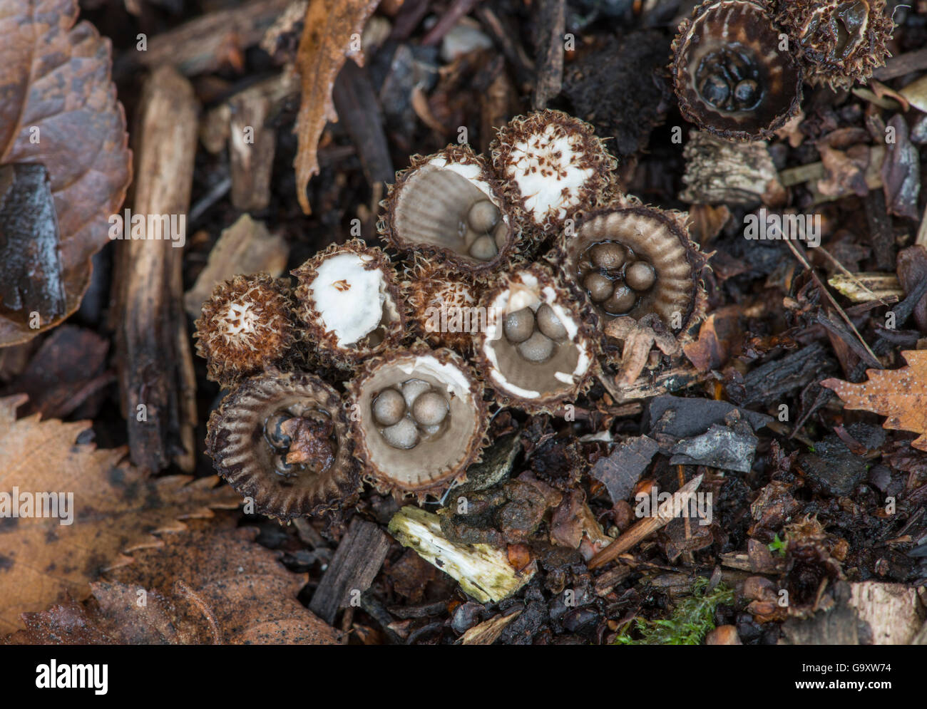 Nid d'oiseau à cannelures (champignon Cyathus striatus) Sussex, Angleterre, Royaume-Uni. Octobre. Banque D'Images
