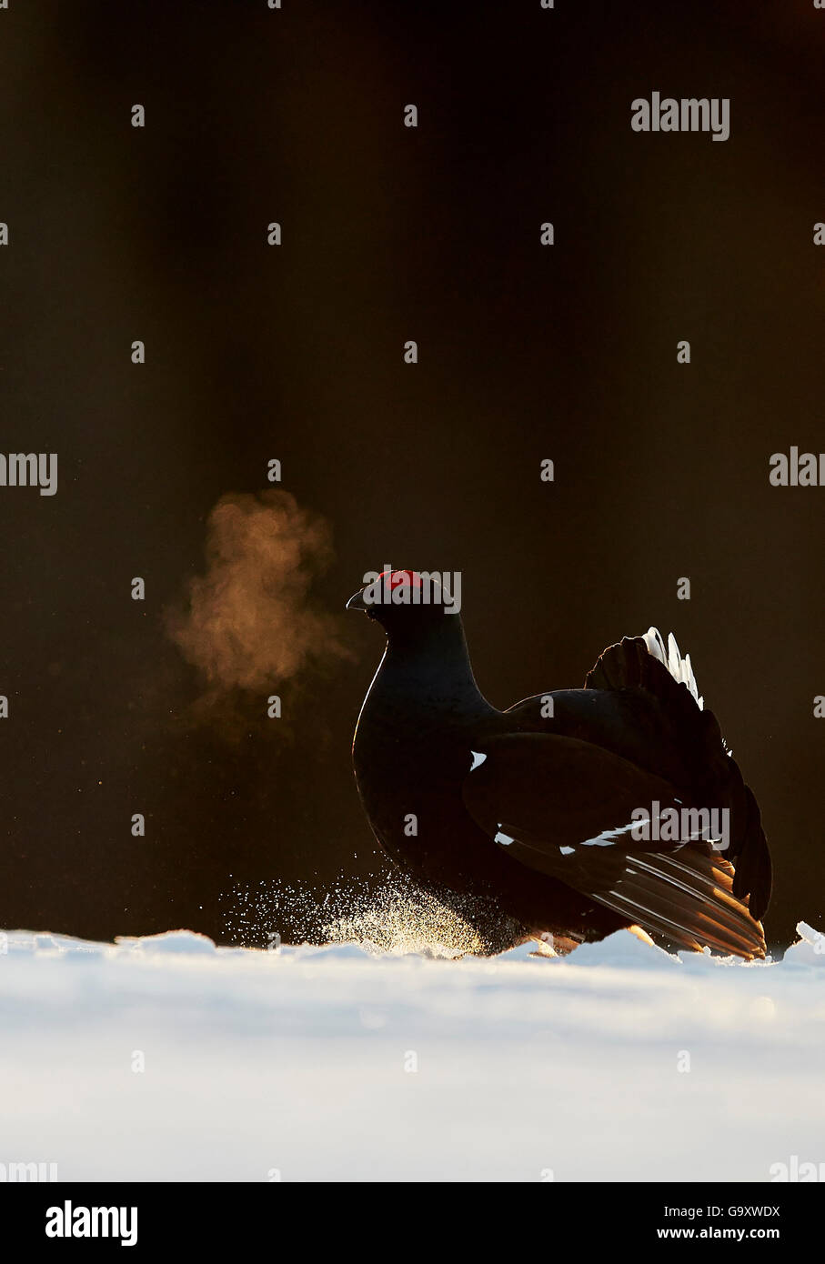 Les tétras (Tetrao tetrix) / Lyrurus dans la neige, avec le souffle visible dans l'air froid, rétroéclairé, Kuusamo, Finlande, avril. Banque D'Images