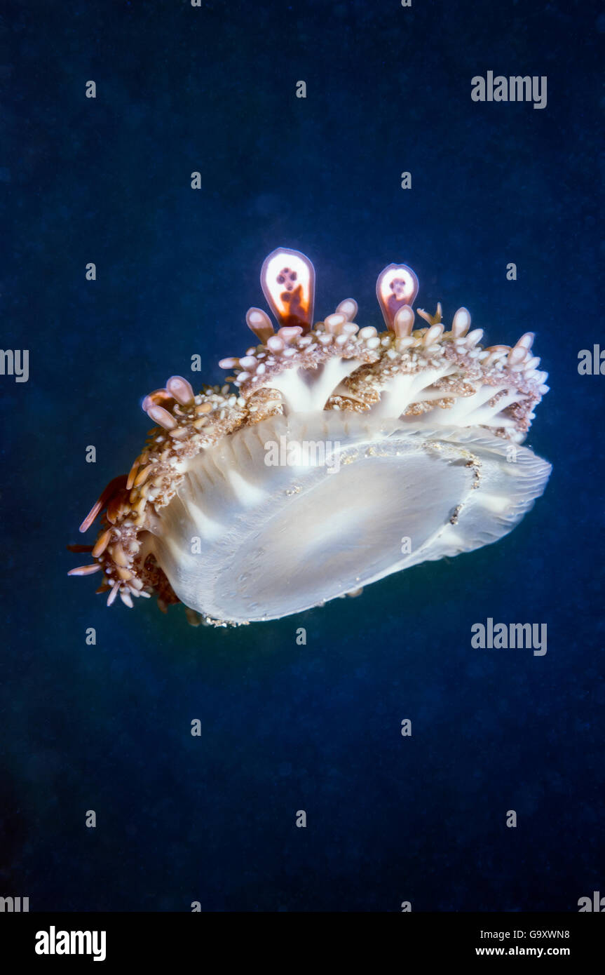 L'envers (méduses) Andromède Cassiopée, Lembeh Sulawesi, Indonésie. Banque D'Images