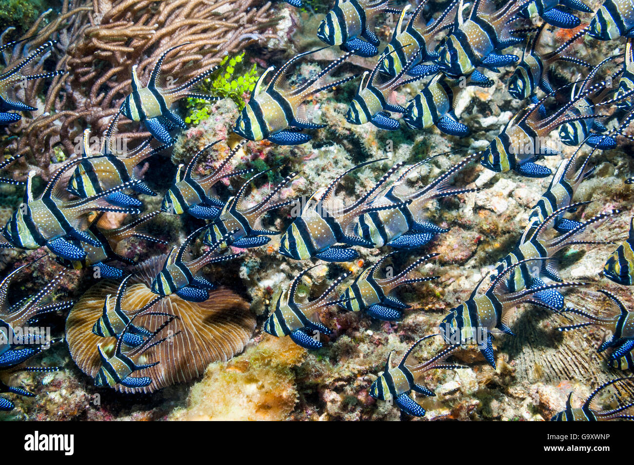 'Apogon de Kaudern (Pterapogon kauderni) . Détroit de Lembeh, au nord de Sulawesi, Indonésie. Banque D'Images