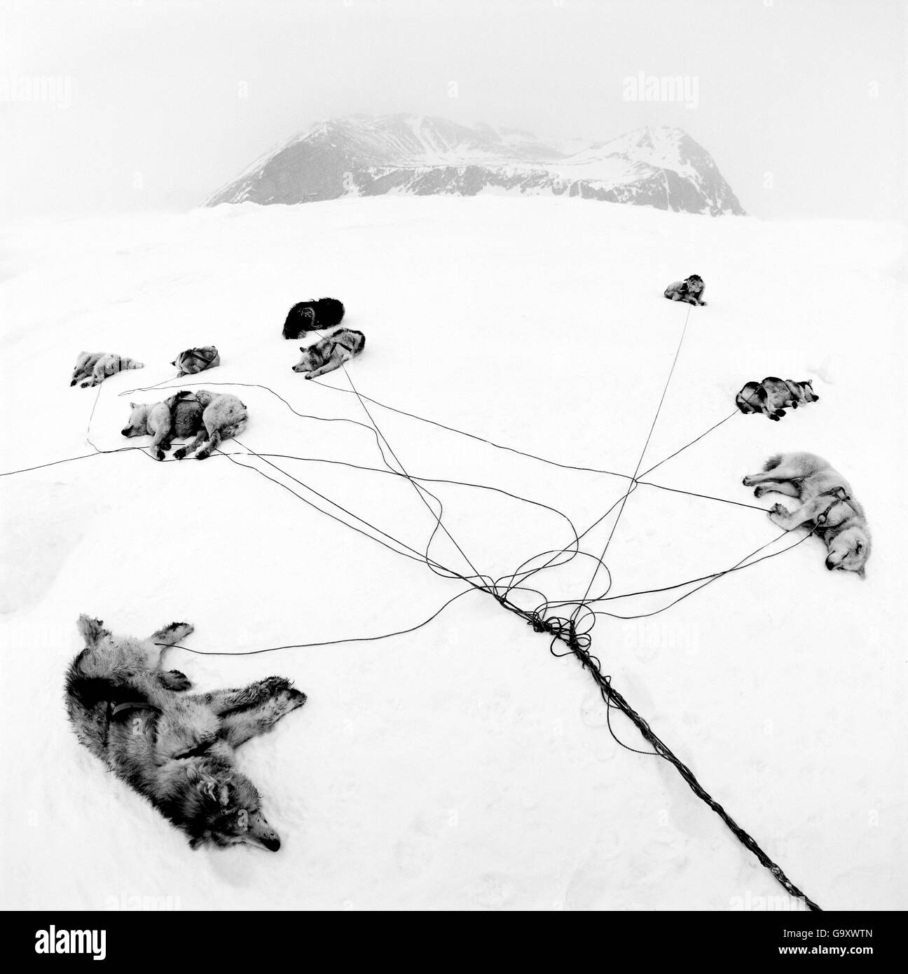 Chiens de traîneau inuits, au repos près de Ittoqortoormiit, Scoresbysund au Groenland. Le deuxième prix dans la catégorie Nature de l'araignée noir Banque D'Images