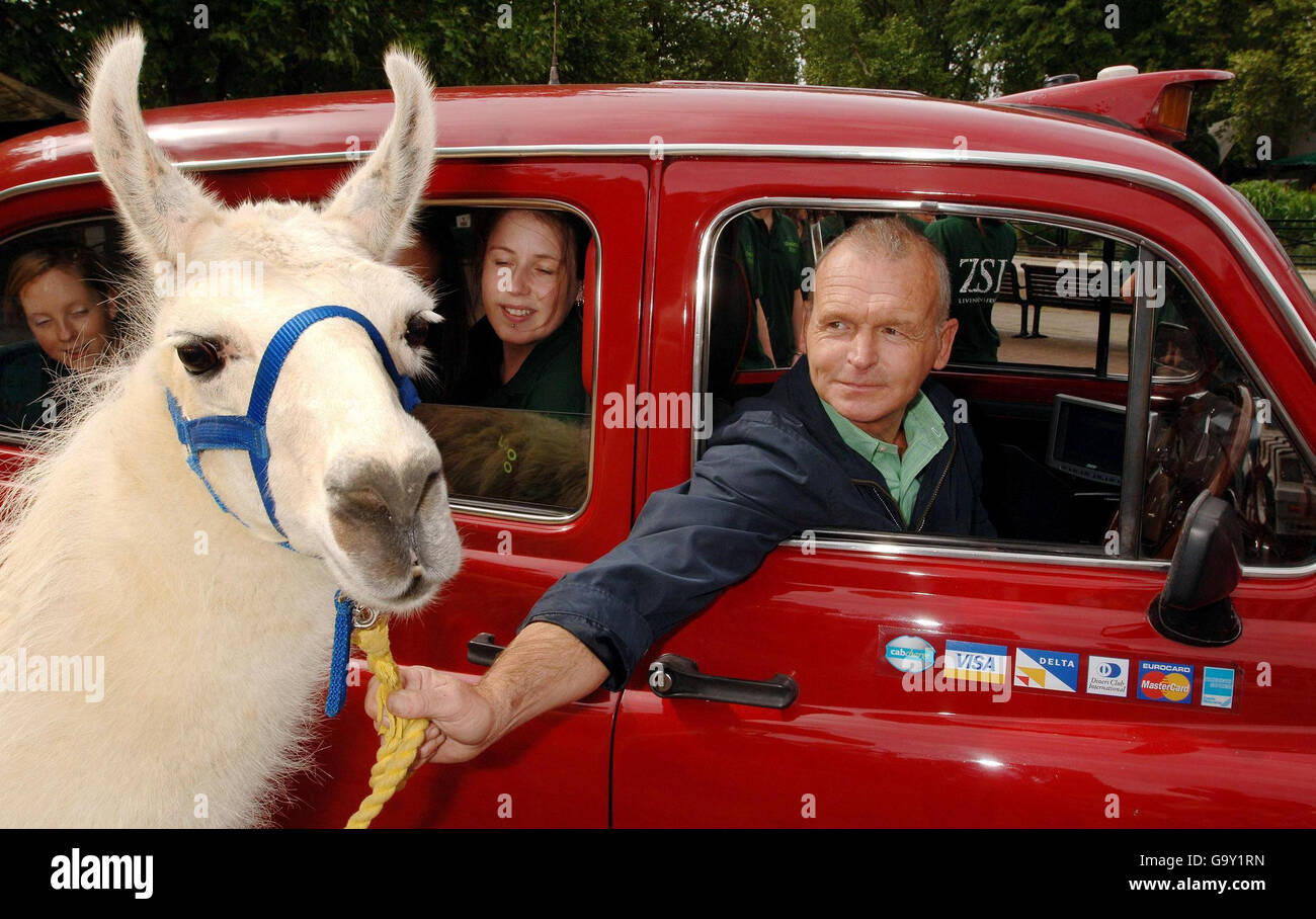 Perry, un Llama sud-américain de 8 ans, avec Tony Ellis, chauffeur de taxi londonien au zoo de Londres à Regents Park, où il y avait un photocall pour promouvoir un week-end gratuit pour les chauffeurs de taxi autorisés et leurs familles au zoo ce week-end prochain. Banque D'Images