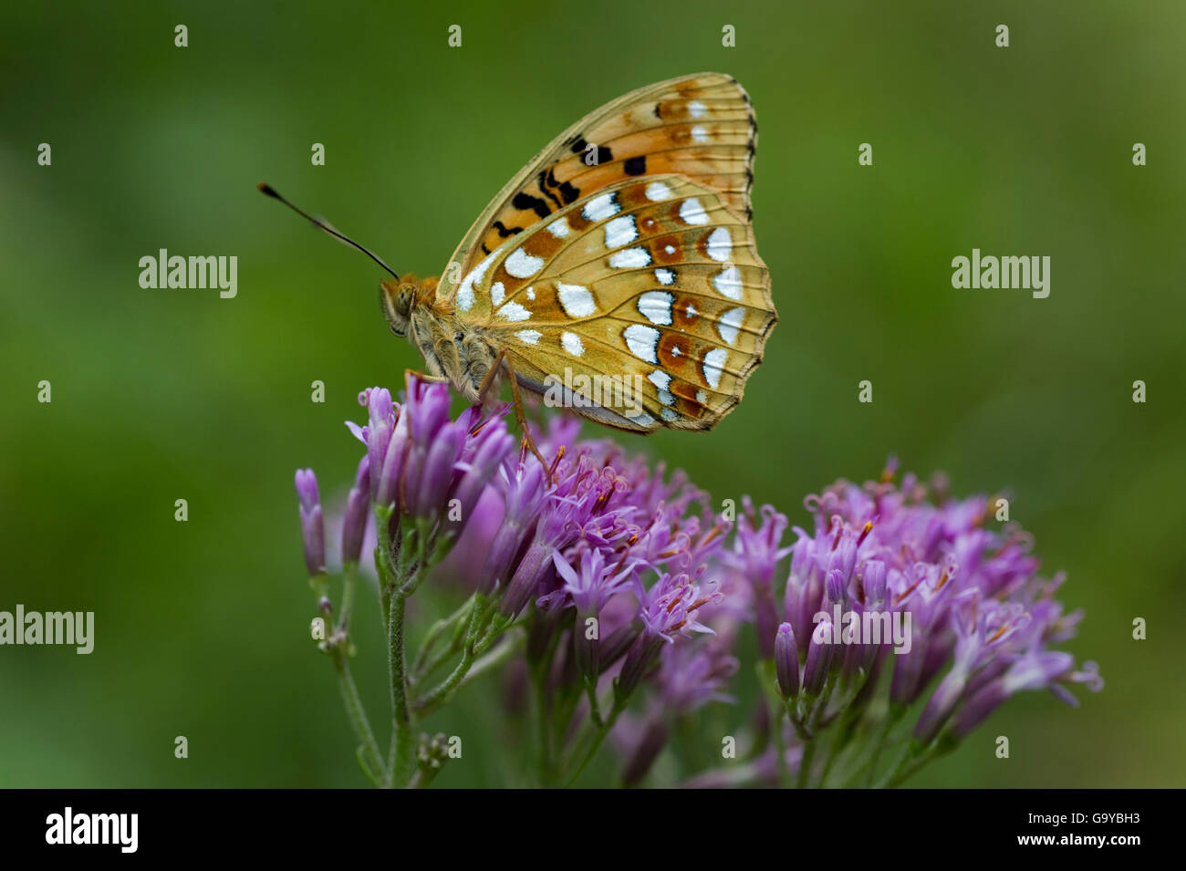 Brown fritillary (Fabriciana haut adippe), Parc National des Alpes calcaires, Haute Autriche, Autriche, Europe Banque D'Images