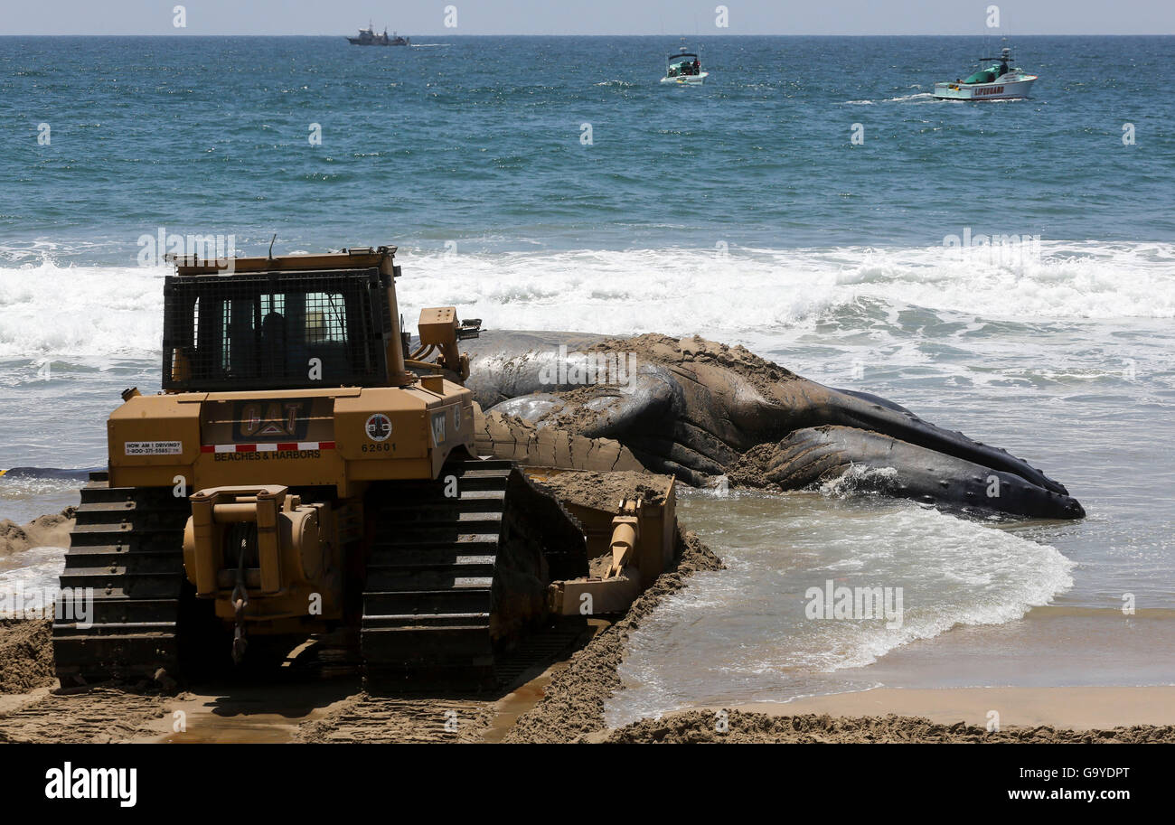 Los Angeles, USA. 1er juillet 2016. Un bulldozer pousse une baleine à bosse morte dans l'océan à l'État Dockweiler Beach à Los Angeles, Californie, États-Unis, le 1 juillet 2016. La baleine à bosse morte est d'environ 40 pieds de long et l'on pense être entre 10 à 30 ans. Les autorités d'animaux marins vont essayer de déterminer pourquoi l'animal est mort. Credit : Zhao Hanrong/Xinhua/Alamy Live News Banque D'Images