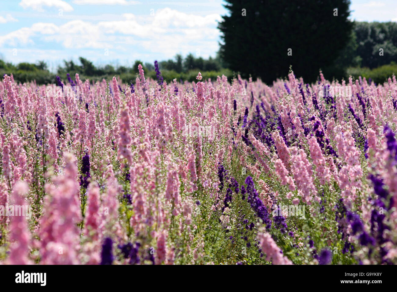 Pershore, Worcestershire Wick Royaume-uni, 4 juillet 2016. La préparation de la cueillette à la main des pétales de fleurs de maïs et Delphiniums, durant la chaude journée ensoleillée en Pershore Wyck Farm ,mèche. Les fleurs cueillies à la main tous les n'ont que quelques jours pour être récoltées avant les fleurs perdent naturellement leurs pétales. Crédit : David Powell/Alamy Live News Banque D'Images