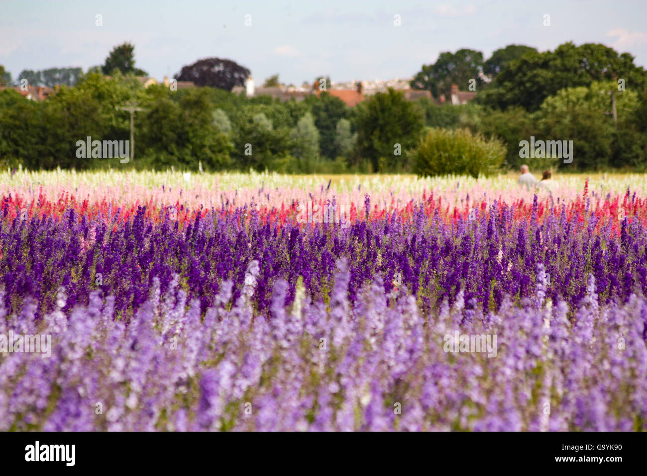 Pershore, Worcestershire Wick Royaume-uni, 4 juillet 2016. La préparation de la cueillette à la main des pétales de fleurs de maïs et Delphiniums, durant la chaude journée ensoleillée en Pershore Wyck Farm ,mèche. Les fleurs cueillies à la main tous les n'ont que quelques jours pour être récoltées avant les fleurs perdent naturellement leurs pétales. Crédit : David Powell/Alamy Live News Banque D'Images