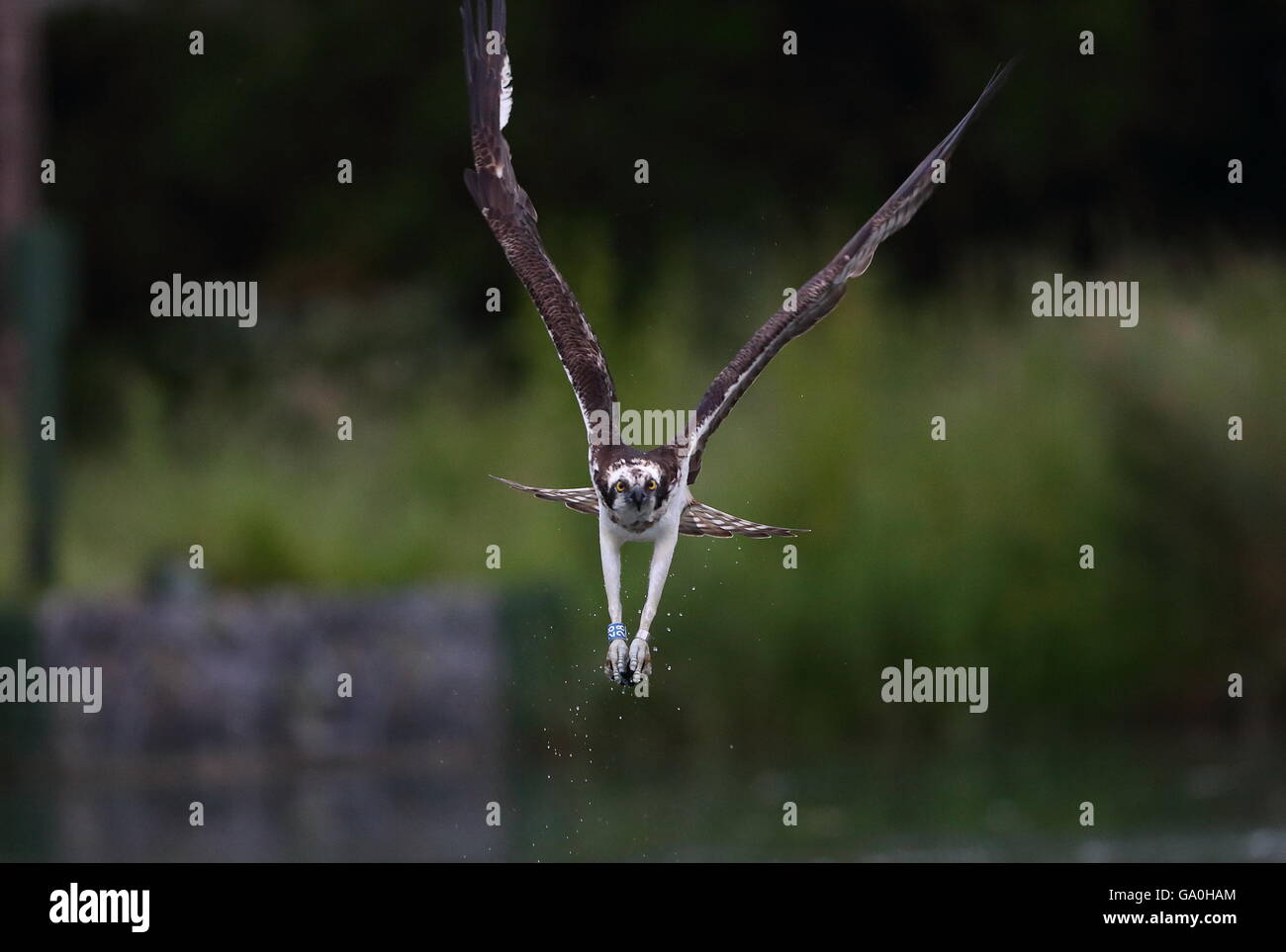 Osprey après échec de la plongée. Banque D'Images