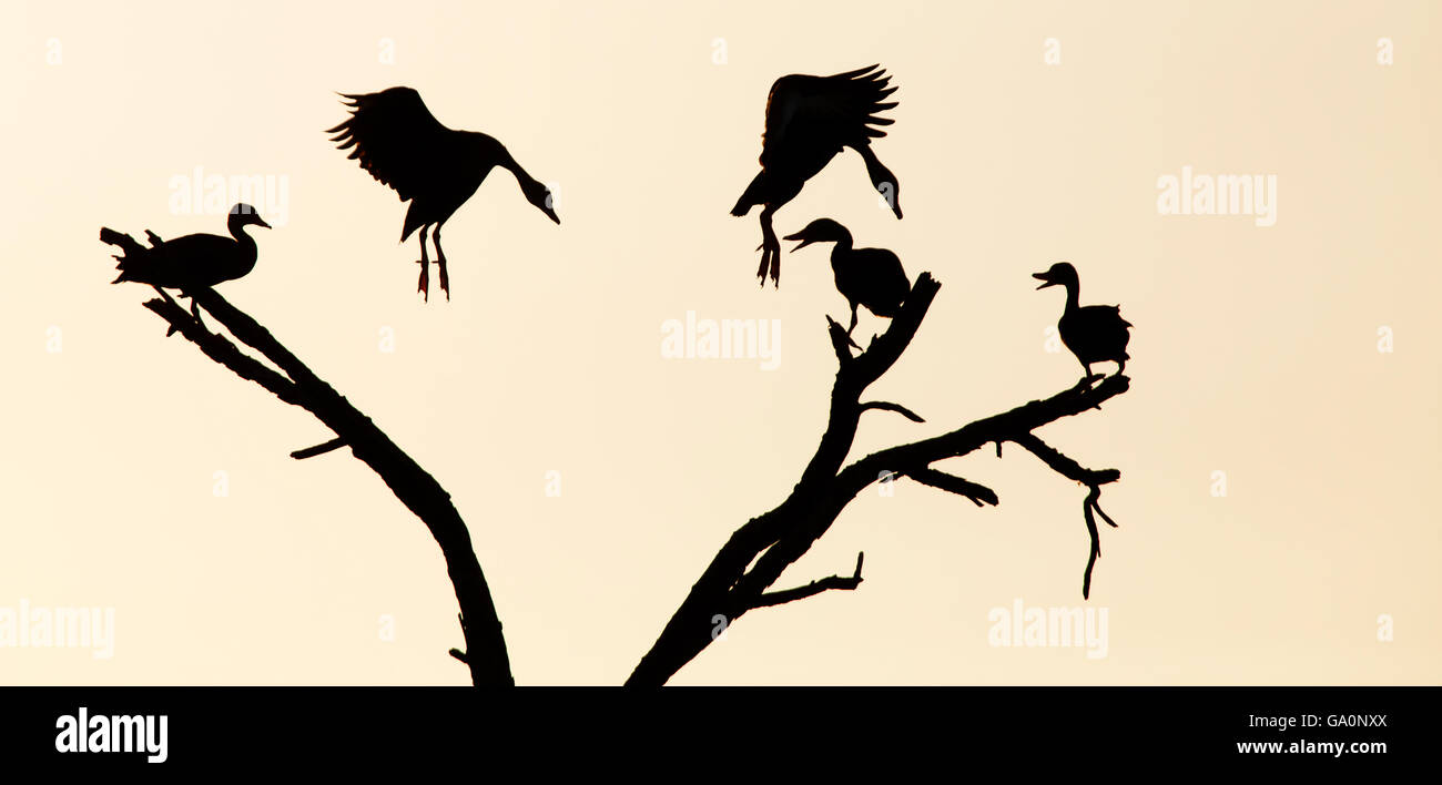 Sifflement à ventre noir (Dendrocygna autumnalis-) qui se profile à l'arbre, avec deux landing, Borderlands Laredo, Texas, États-Unis. Apr Banque D'Images