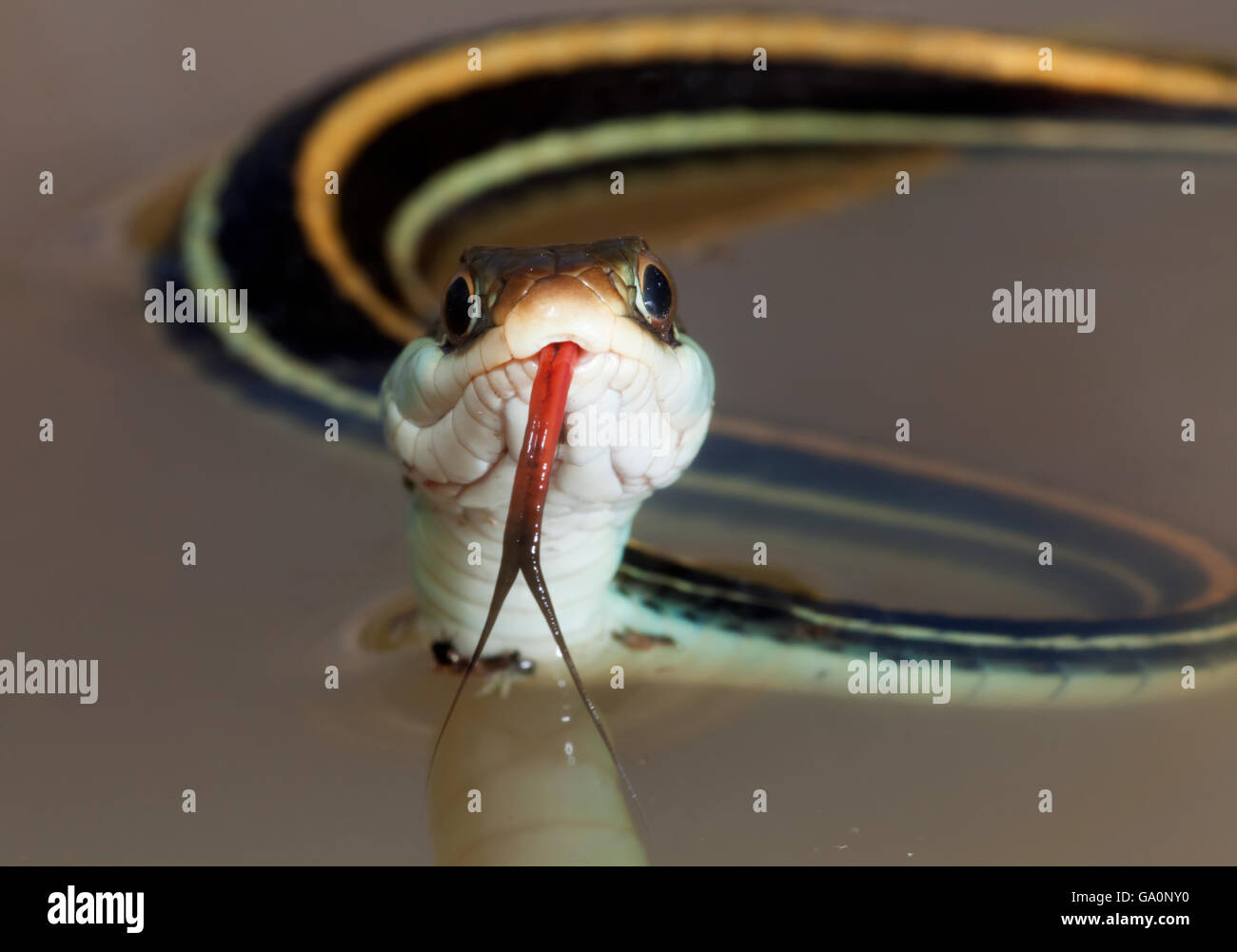 Gulf coast couleuvre mince (Thamnophis proximus orarius) dans l'eau avec la langue étendu, Borderlands Laredo, Texas, États-Unis. Avril Banque D'Images