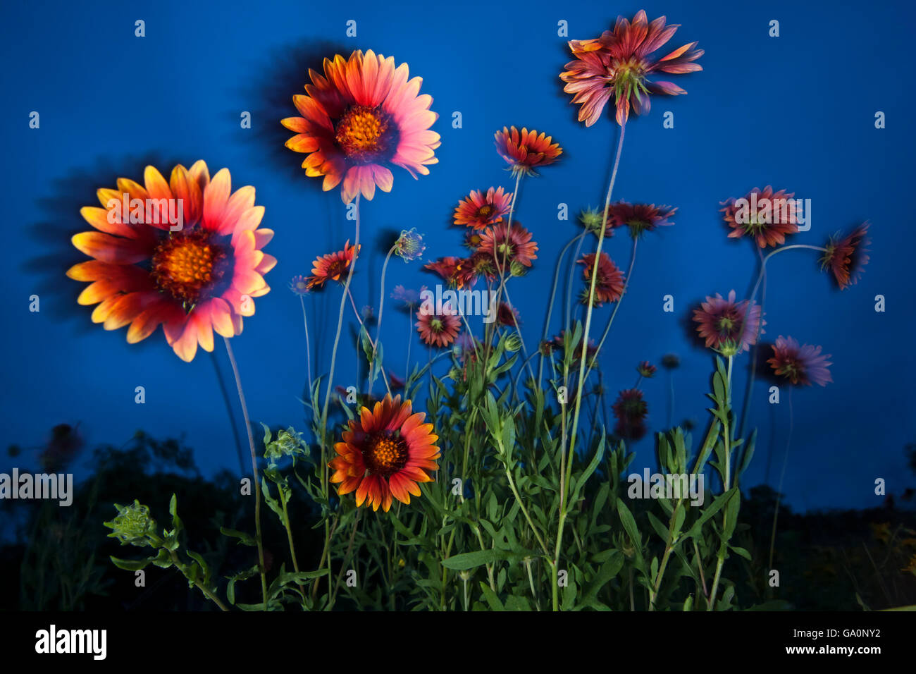 Firewheel Gaillardia pulchella (fleurs) au crépuscule, Borderlands Laredo, Texas, États-Unis. Avril Banque D'Images