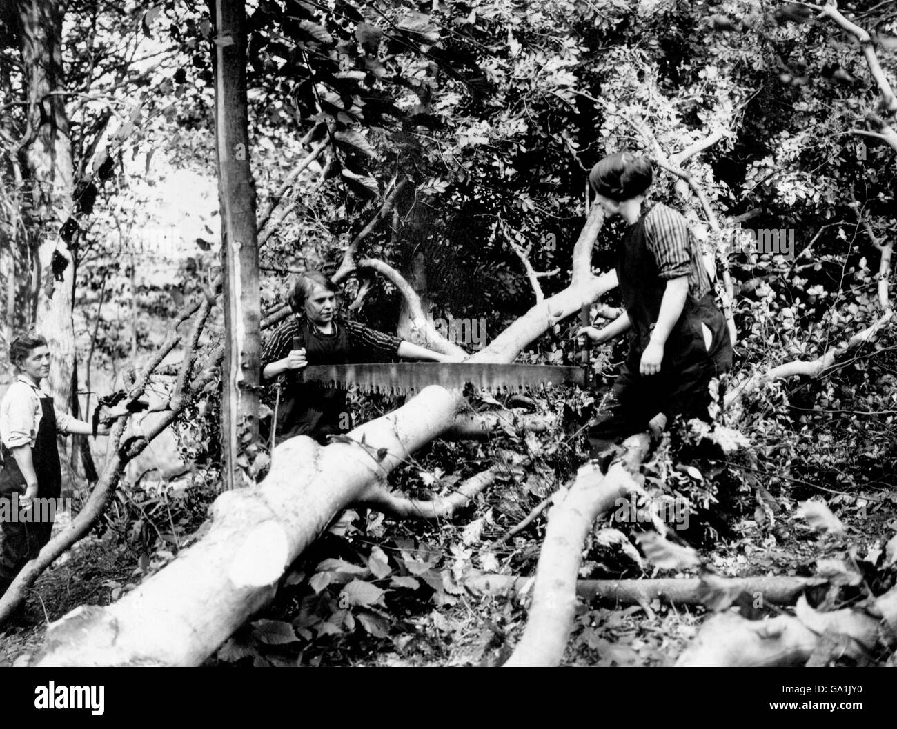 Les femmes employées dans le travail du gouvernement, qui abattage des arbres à Kenstoke Woods, près de Weston-Super-Mare. Banque D'Images
