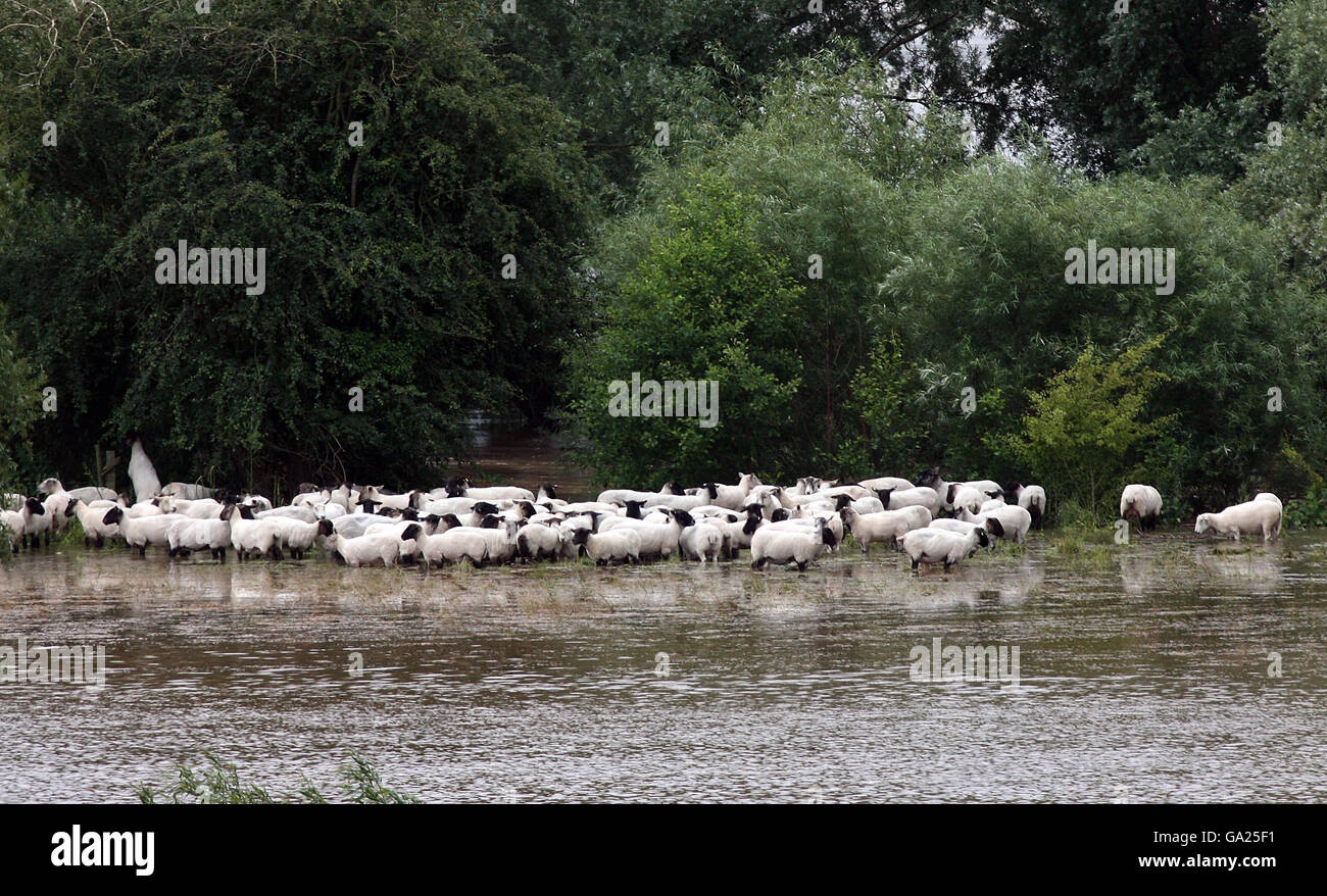 Moutons échoués dans un champ à côté de la rivière Tée près de Broadwas dans le Worcestershire. Banque D'Images