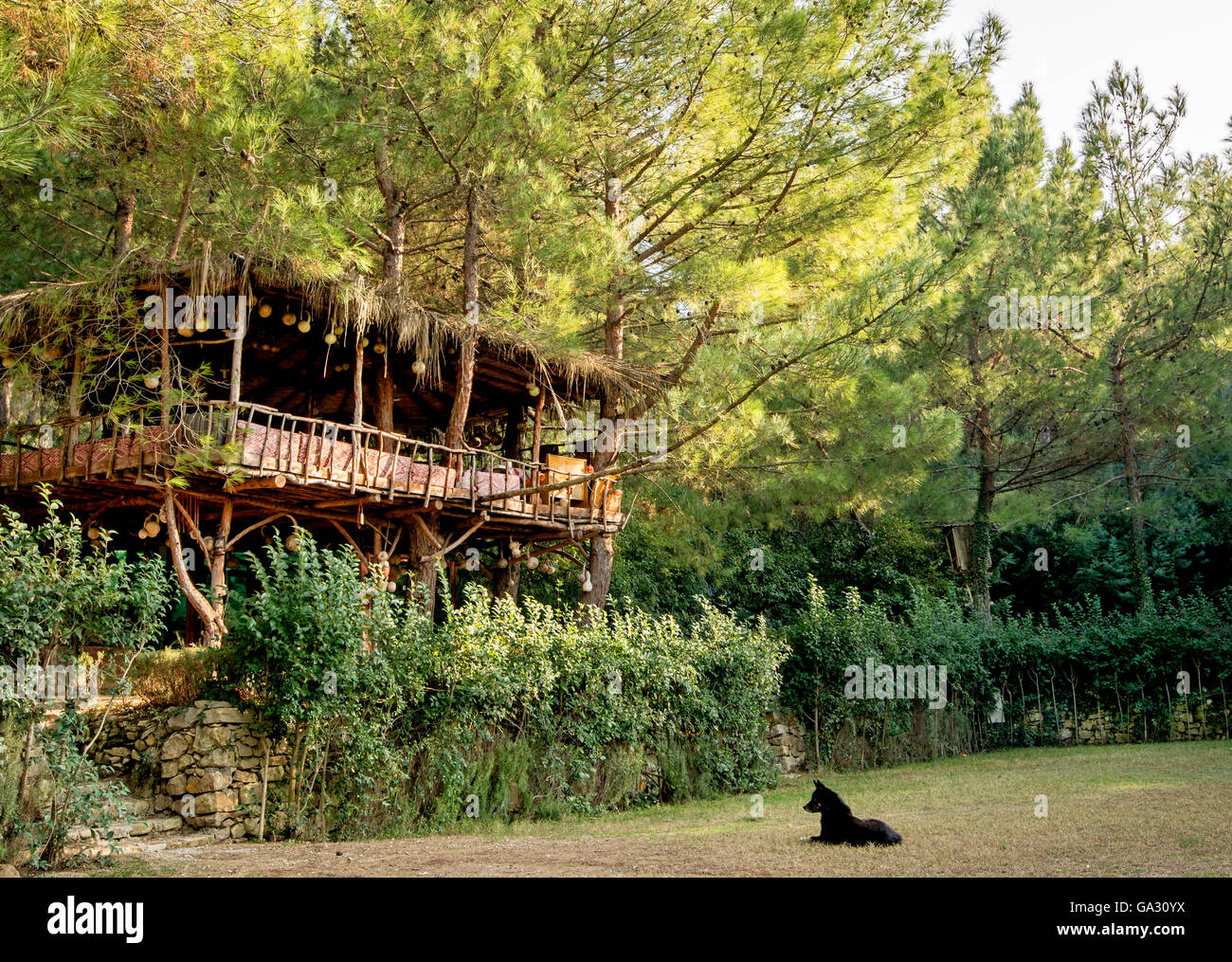 Arbre maison Banque de photographies et d’images à haute résolution Alamy