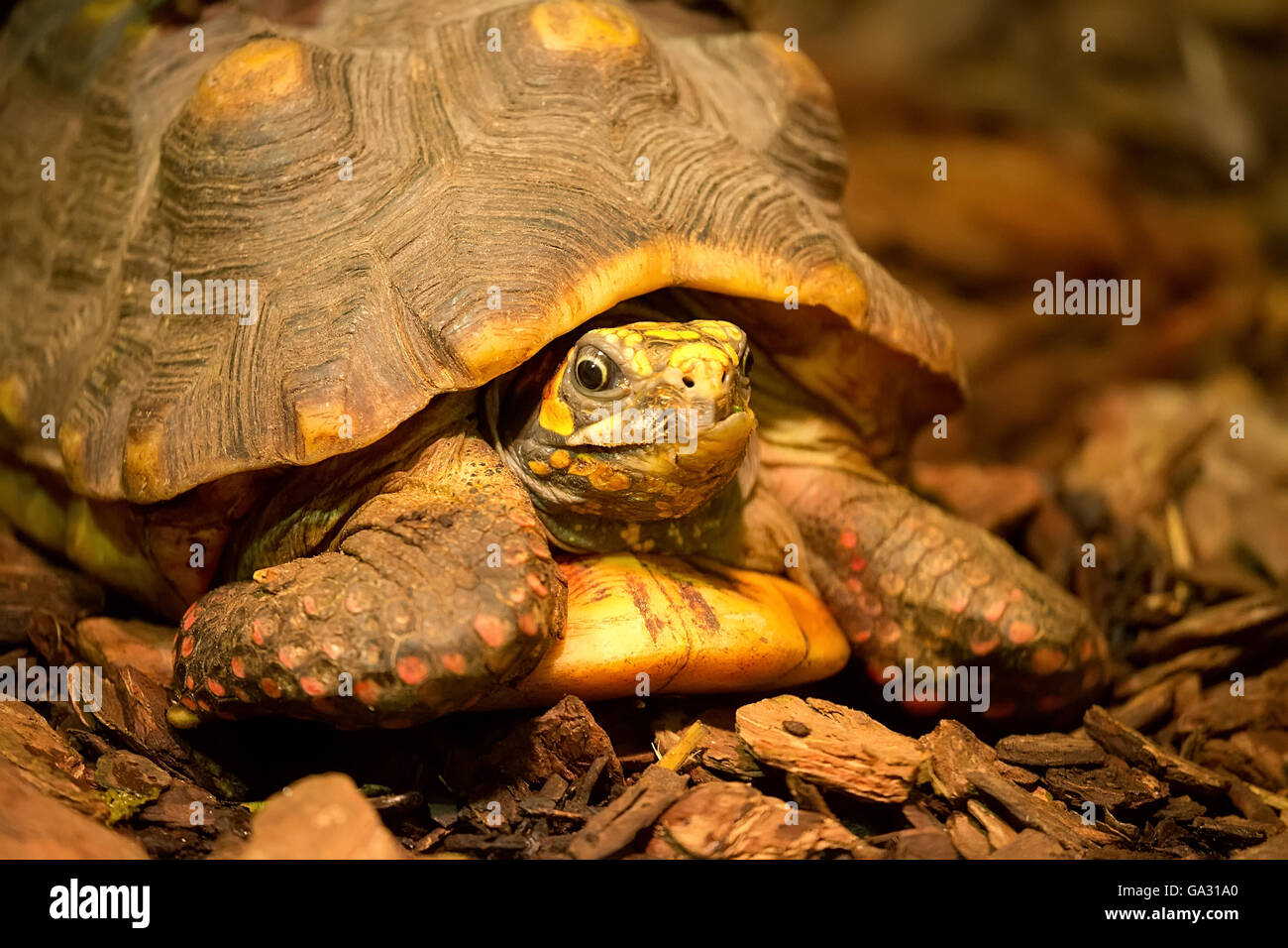 Dans la nature des tortues Banque D'Images Dans la nature des tortues Banque D'Images