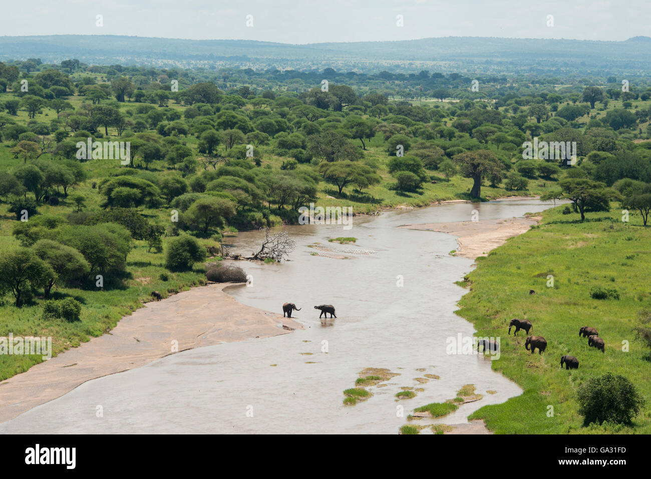 L'éléphant africain (Loxodonta africana africana) traverser la rivière Tarangire, Serengeti National Park, Tanzania Banque D'Images
