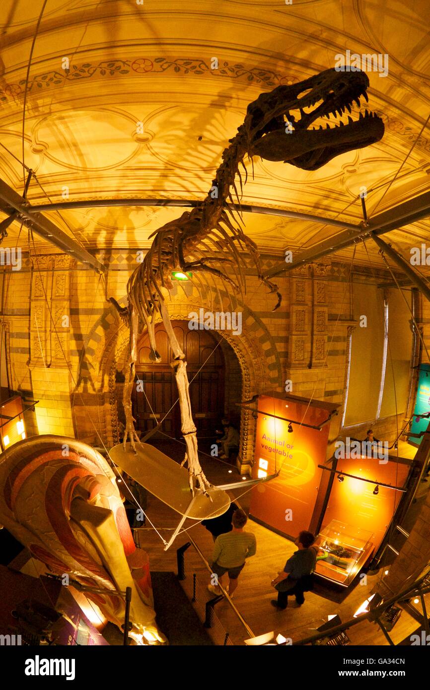 Galerie des Dinosaures, Natural History Museum, South Kensington, London, England, UK Banque D'Images