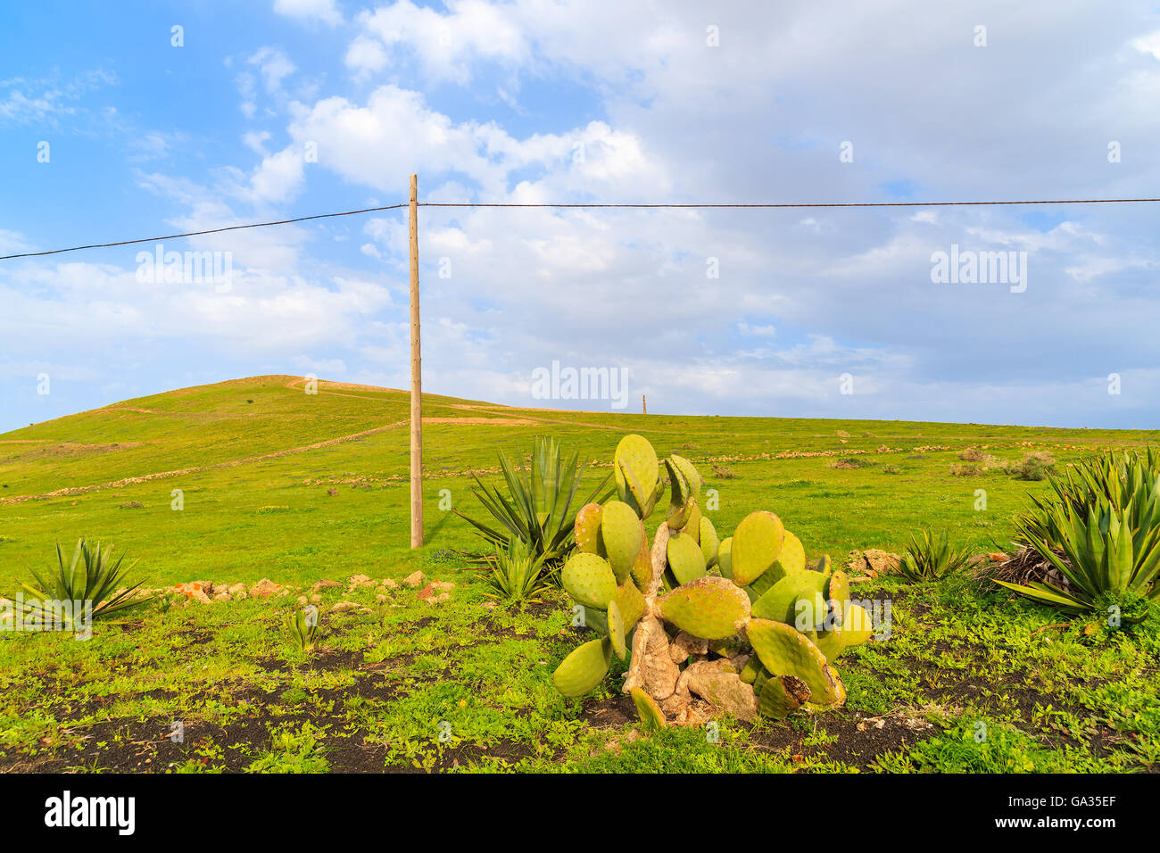 Domaine agricole sur les collines vertes, île de Lanzarote, Espagne Banque D'Images