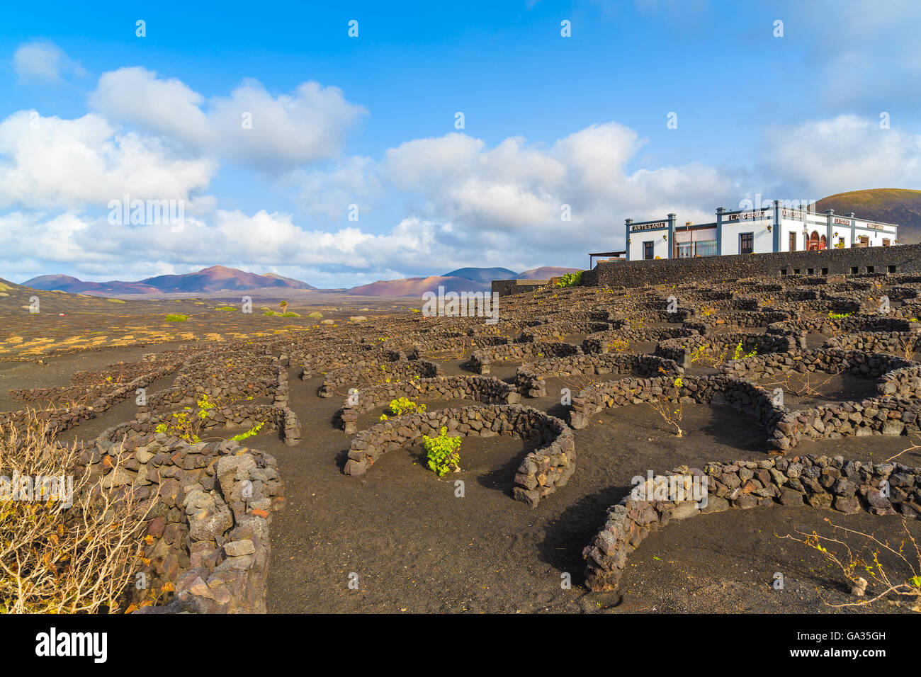 Vignobles de La Geria, Lanzarote, îles Canaries, Espagne Banque D'Images