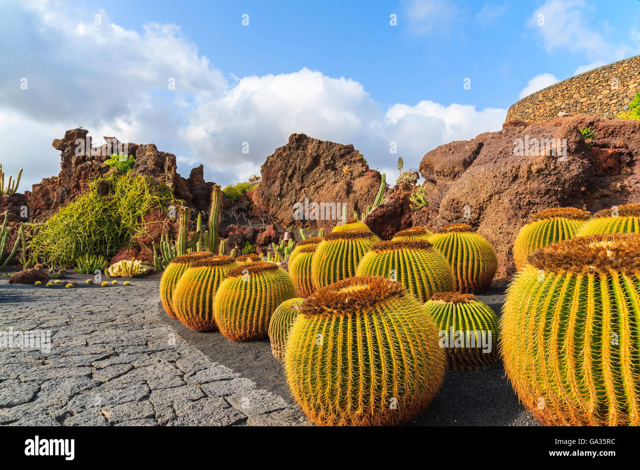 Cactus Tropical Garden à Guatiza village, Lanzarote, îles Canaries, Espagne Banque D'Images