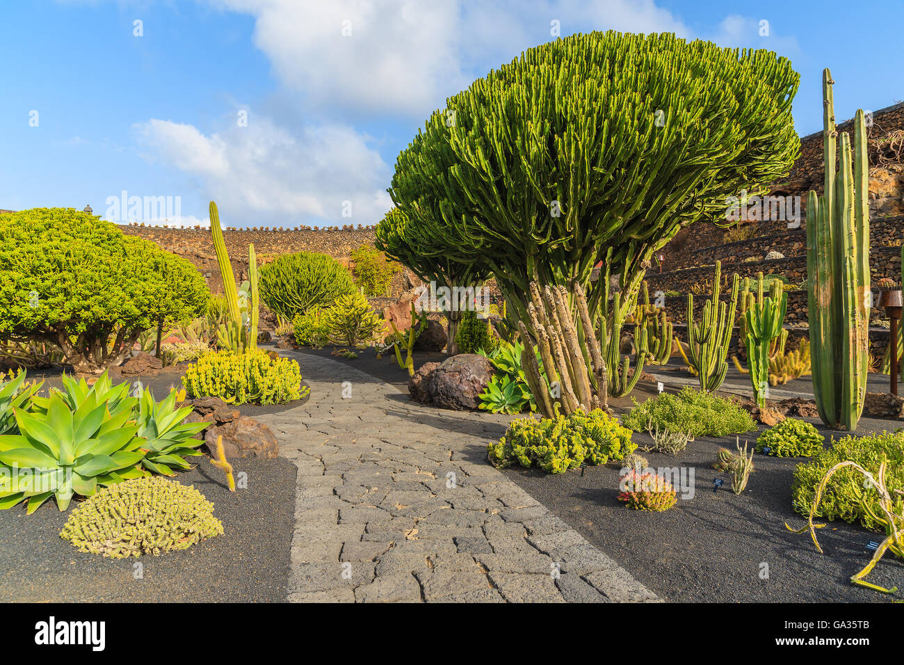 Cactus Tropical Garden à Guatiza village, Lanzarote, îles Canaries, Espagne Banque D'Images