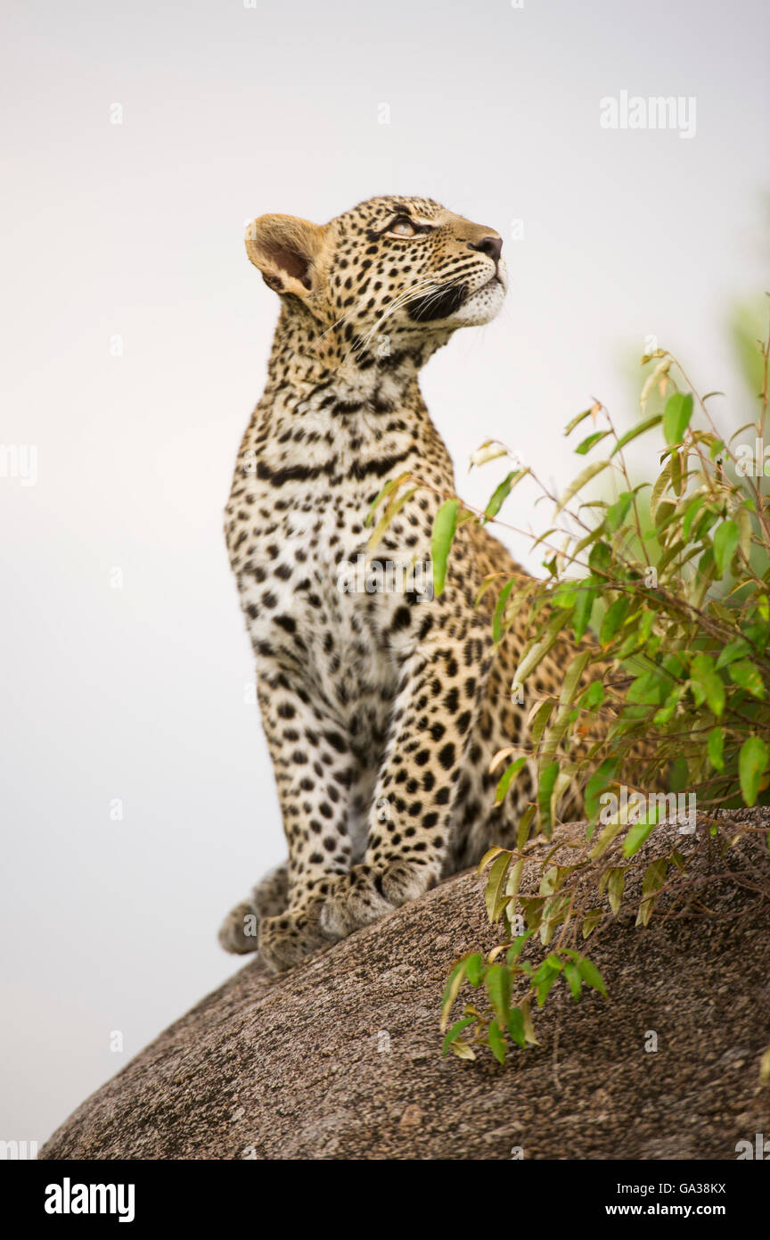 Les jeunes Leopard (Panthera pardus), le Parc National du Serengeti, Tanzanie Banque D'Images