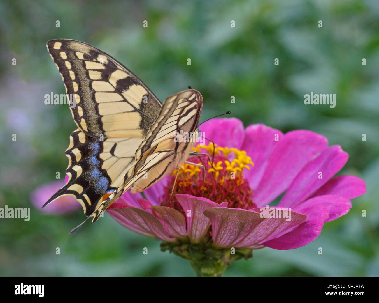 Papilio Machaon papillon sur fleur violette zinnia Banque D'Images