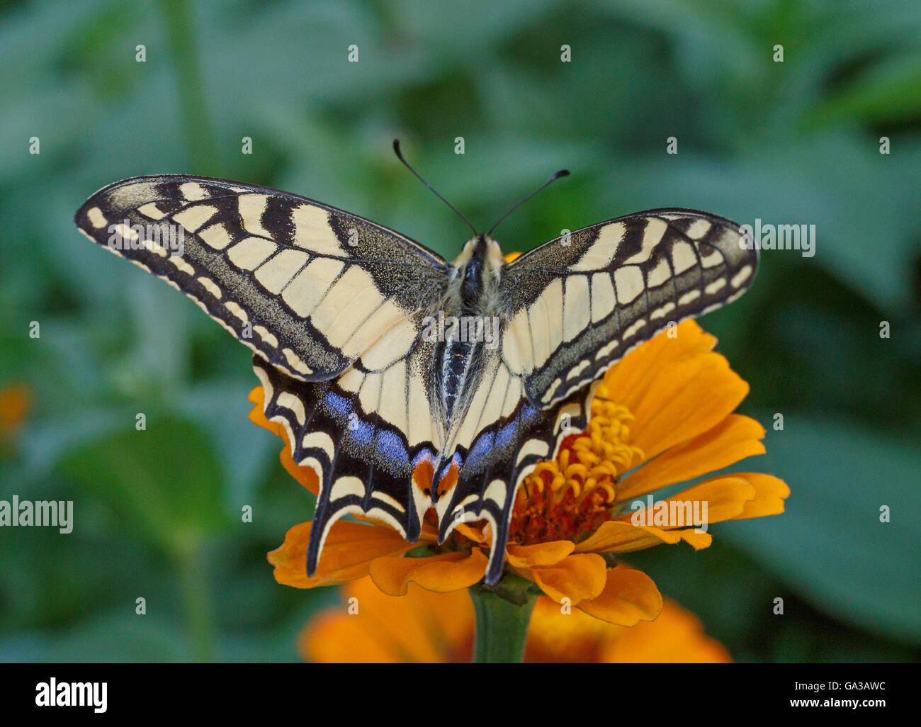 Close up de Papilio Machaon papillon sur fleur Banque D'Images