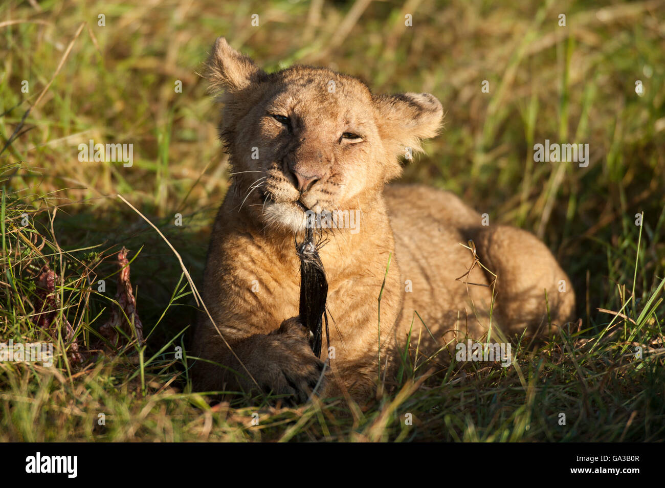 Lion cub se nourrissant d'un kill (Panthero leo), le Parc National du Serengeti, Tanzanie Banque D'Images