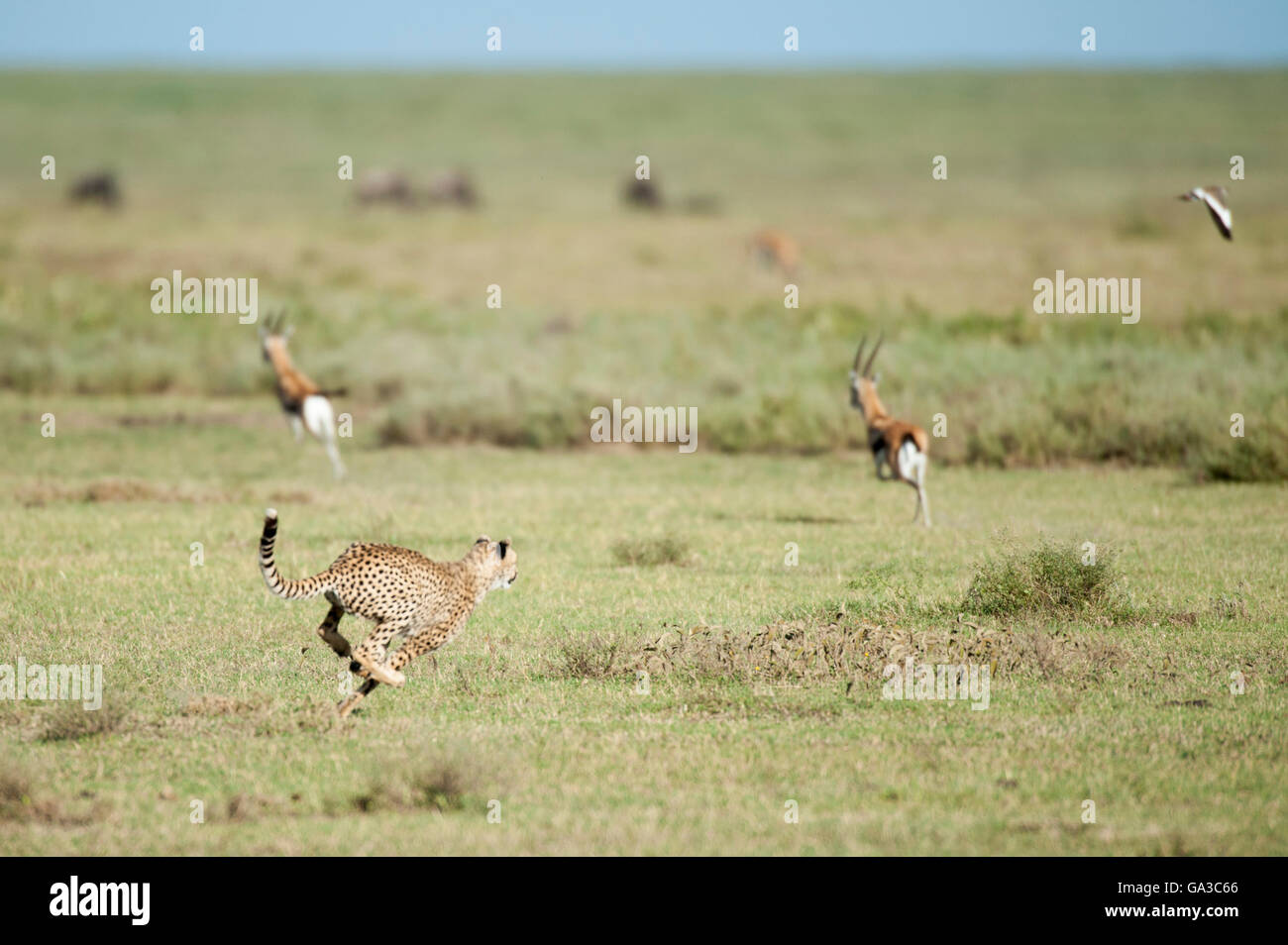 Le guépard chassant une gazelle (Acinonyx jubatus), Parc National de Serengeti, Tanzanie Banque D'Images
