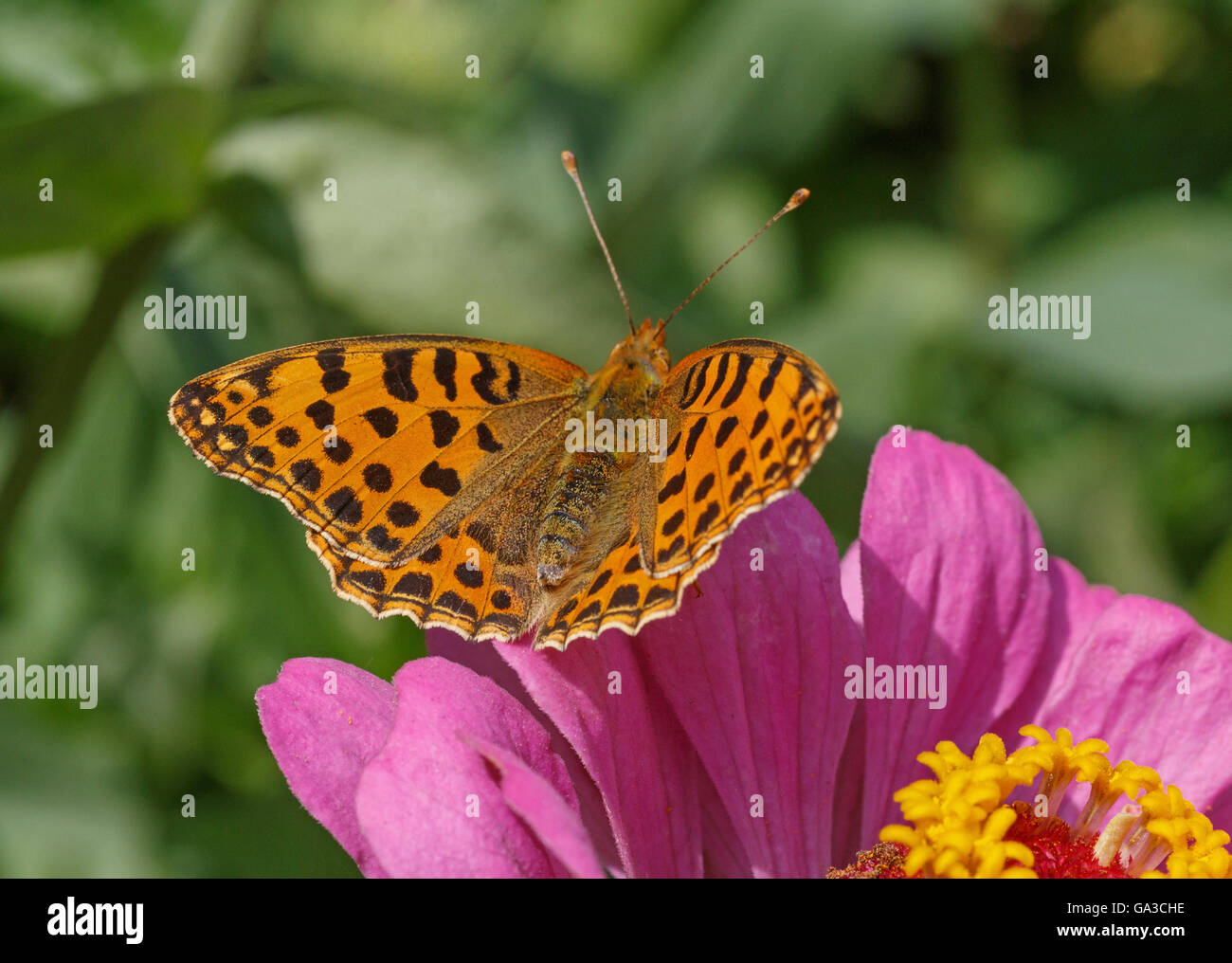 High brown fritillary papillon sur fleur zinnia Banque D'Images