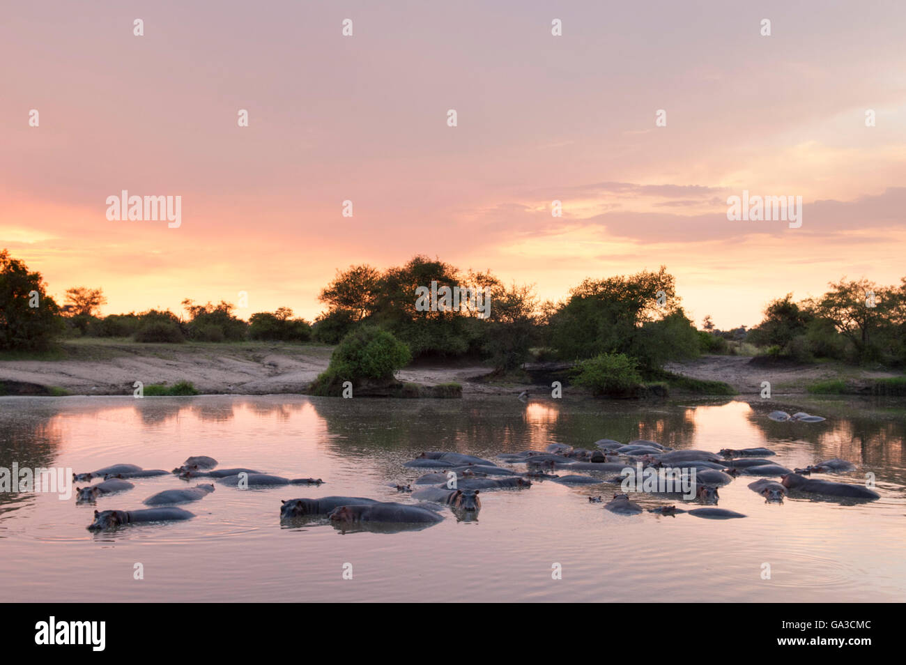 Hippopotamus au coucher du soleil dans la rivière Grumeti (Hippopotamus amphibius), Parc National de Serengeti, Tanzanie Banque D'Images