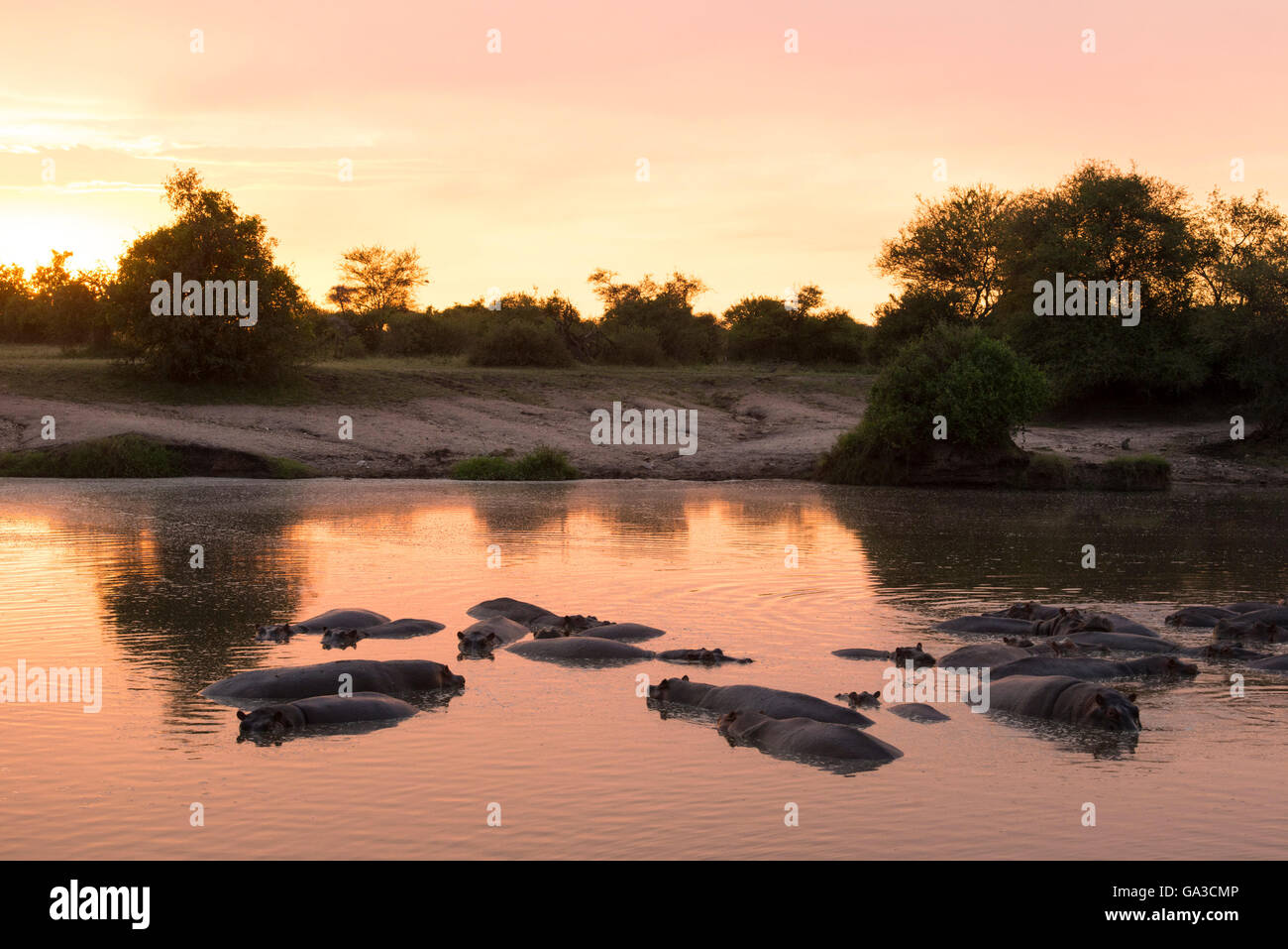 Hippopotamus au coucher du soleil dans la rivière Grumeti (Hippopotamus amphibius), Parc National de Serengeti, Tanzanie Banque D'Images