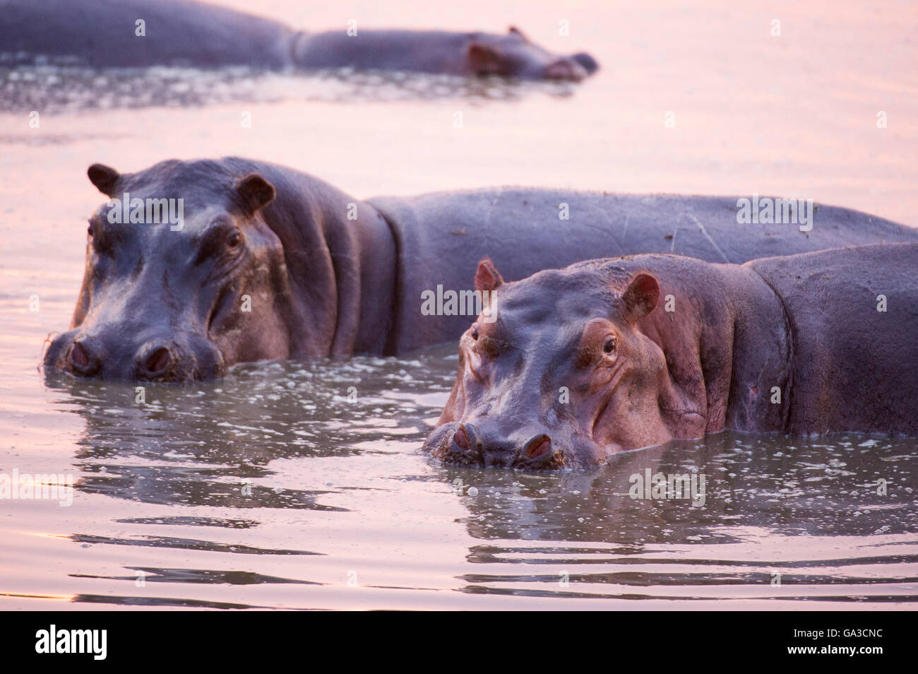 Hippopotamus au coucher du soleil dans la rivière Grumeti (Hippopotamus amphibius), Parc National de Serengeti, Tanzanie Banque D'Images