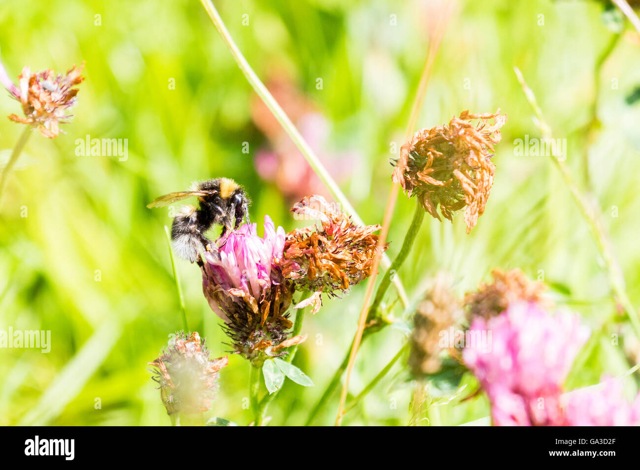 A (Bombus terrestris) Buff-tailed bourdon dans un champ d'été au Pays de Galles Banque D'Images