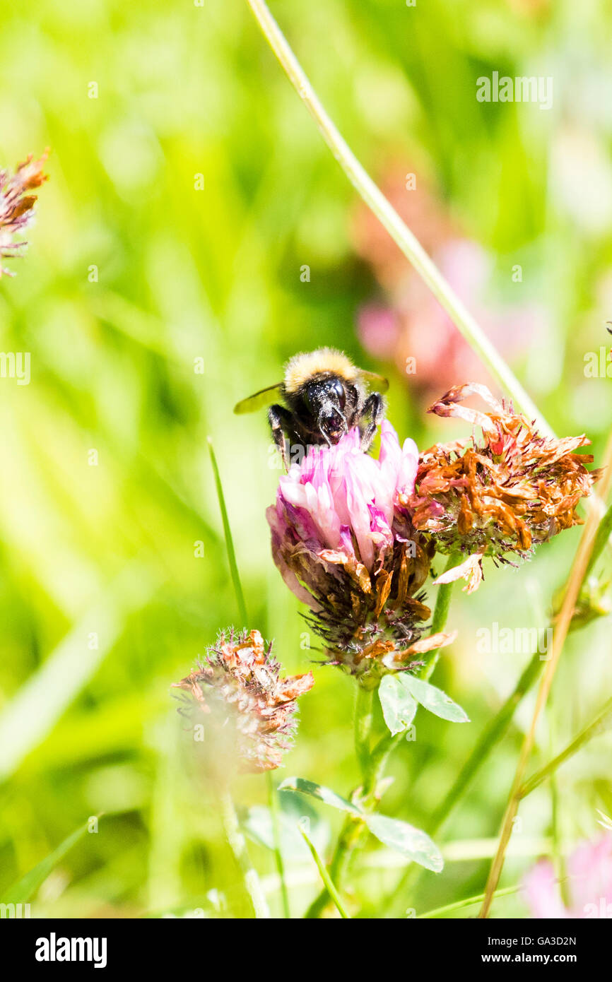 A (Bombus terrestris) Buff-tailed bourdon dans un champ d'été au Pays de Galles Banque D'Images