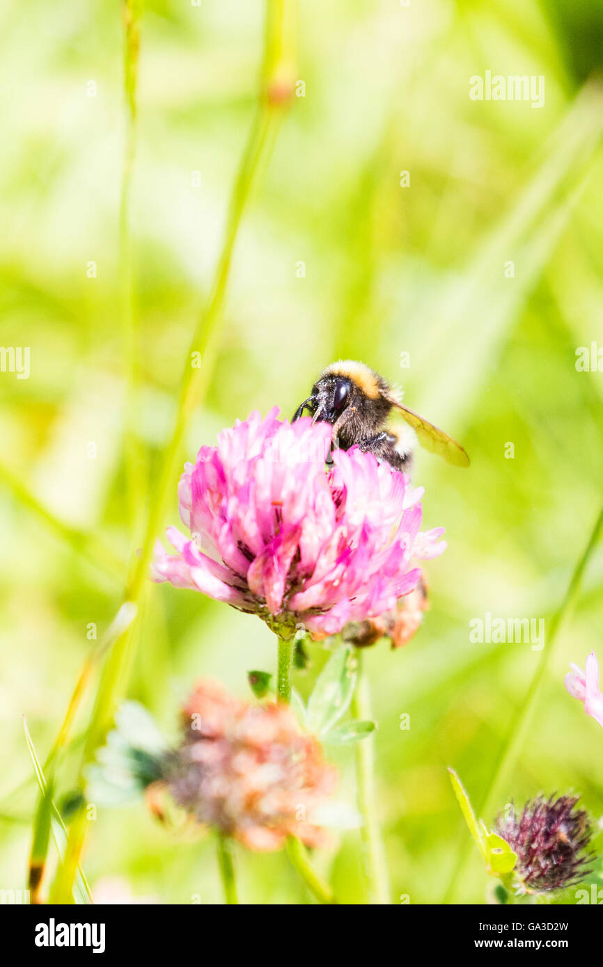 A (Bombus terrestris) Buff-tailed bourdon dans un champ d'été au Pays de Galles Banque D'Images