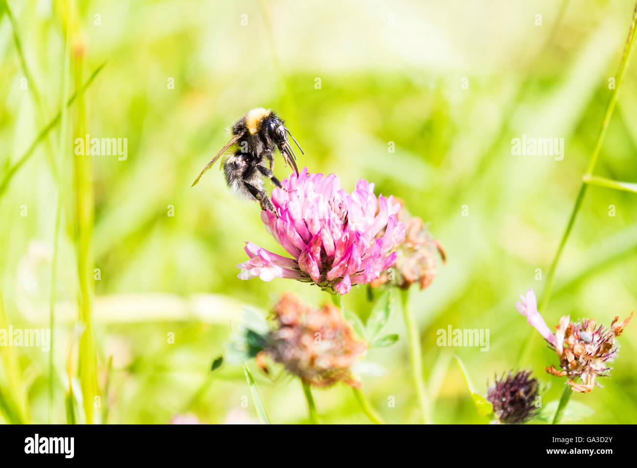 A (Bombus terrestris) Buff-tailed bourdon dans un champ d'été au Pays de Galles Banque D'Images