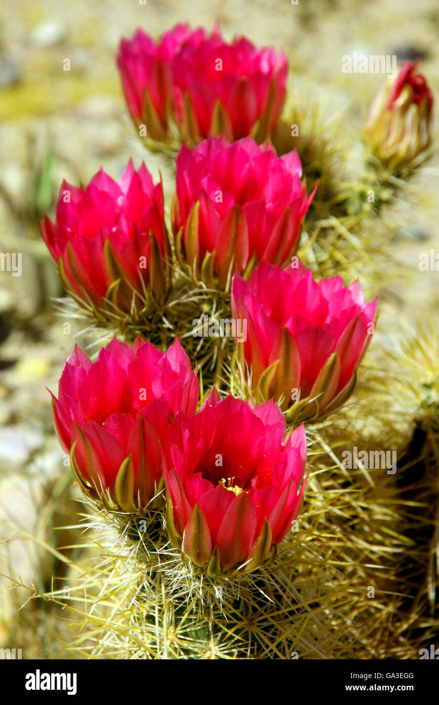 Cactus de floraison de castor Banque D'Images